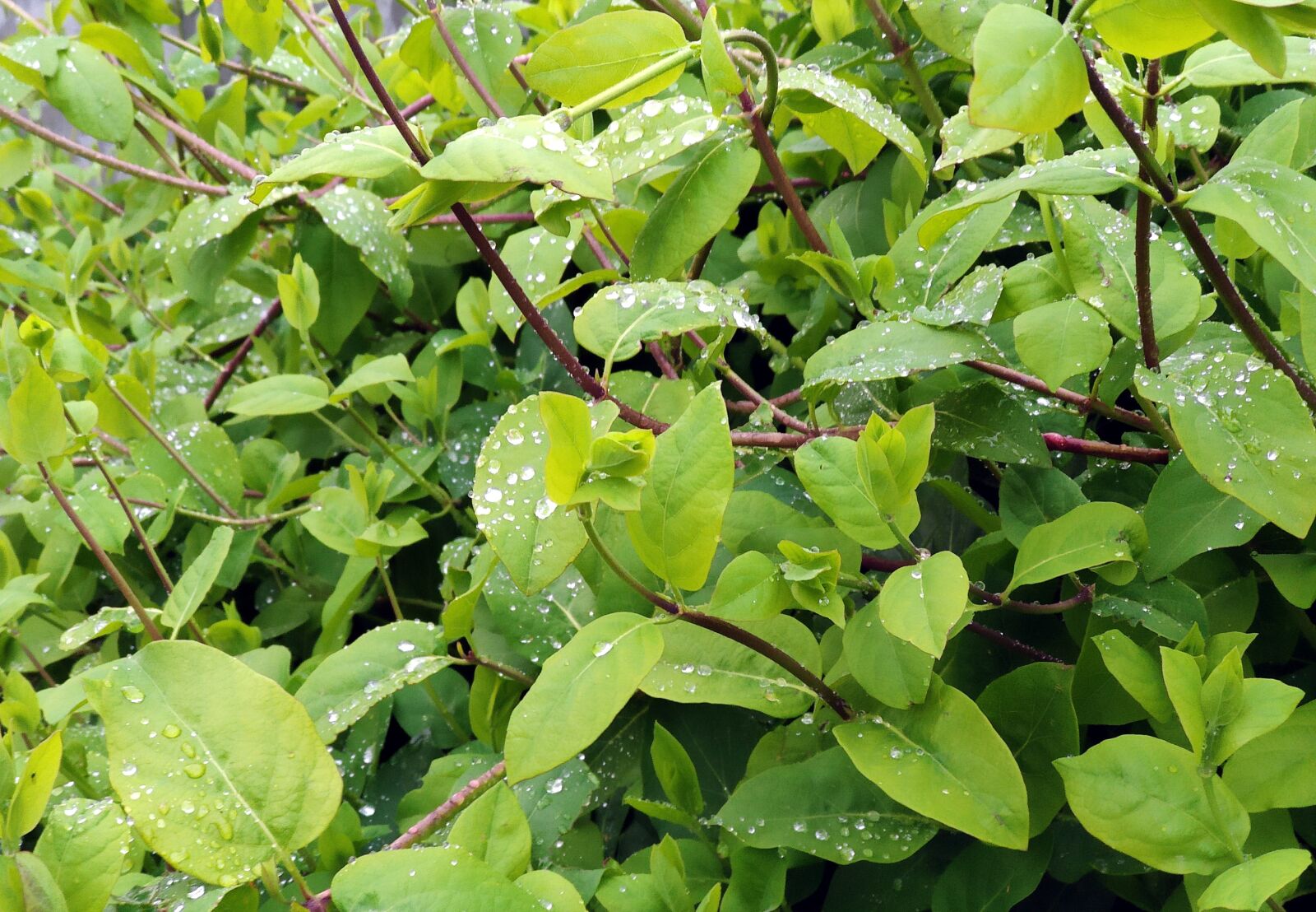 Xiaomi Mi 9T sample photo. Plants, garden, spring photography