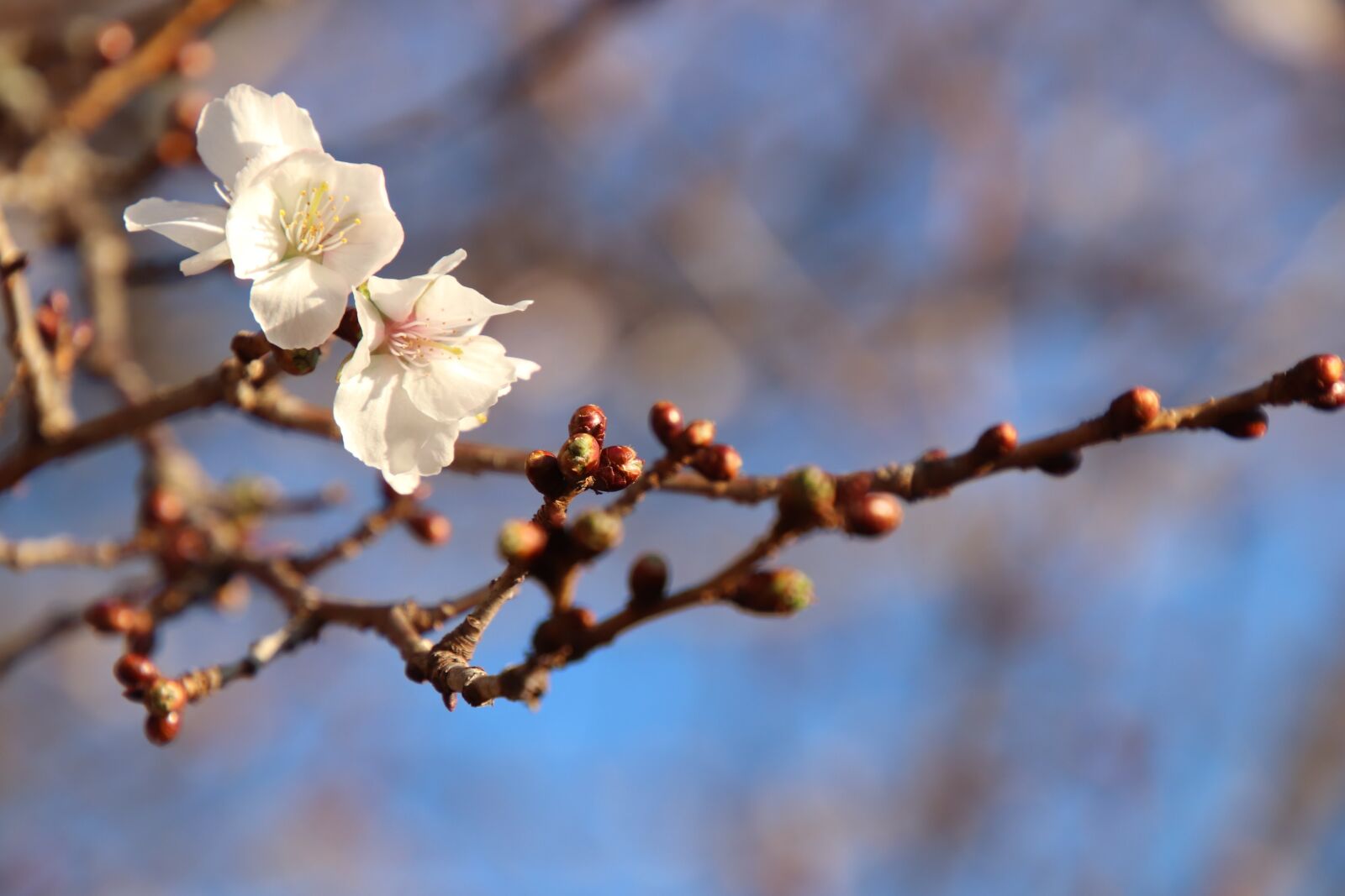 Canon EOS 77D (EOS 9000D / EOS 770D) sample photo. Cherry blossoms, samusakura, cherry photography