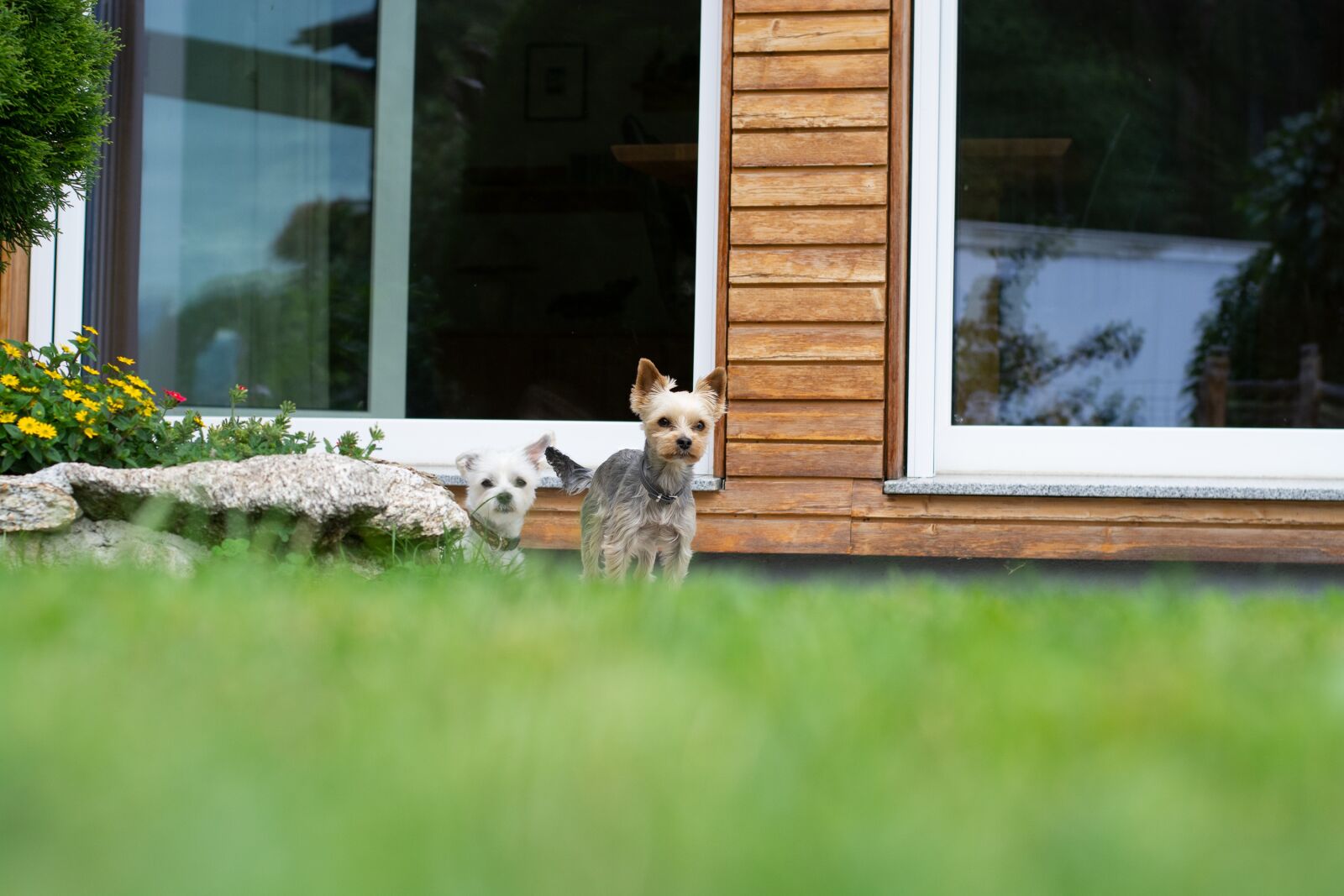 Nikon D7100 sample photo. Dogs, garden, house photography