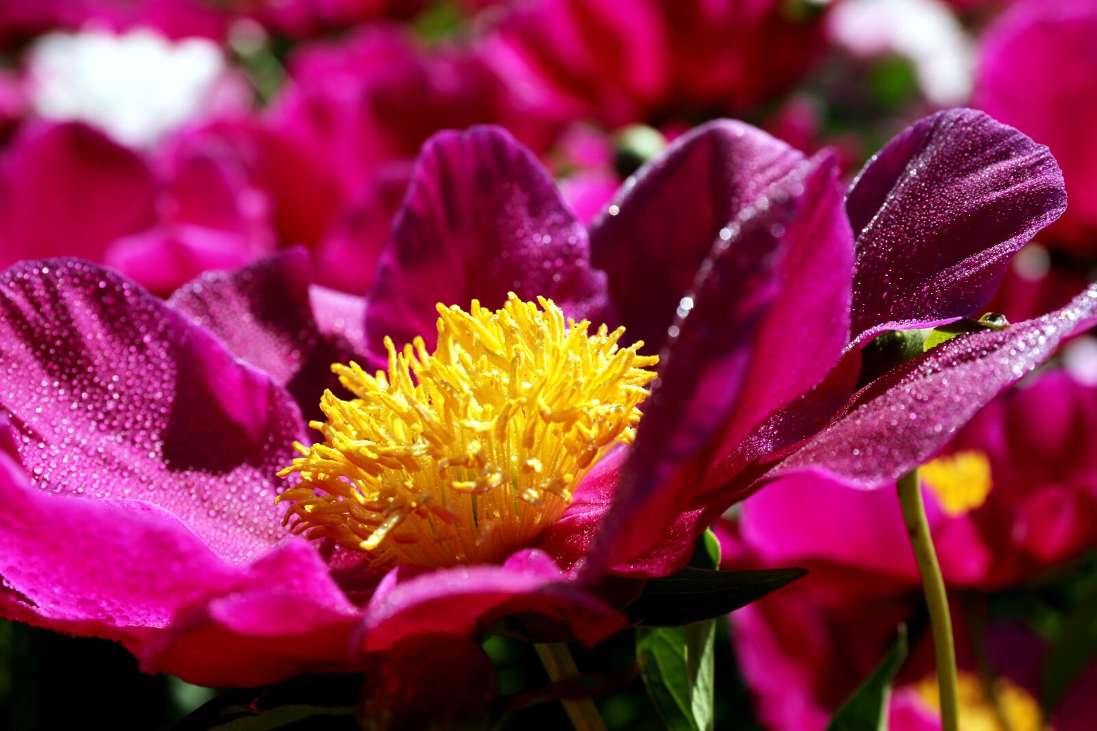 Canon EF 24-70mm F4L IS USM sample photo. Peony, peonies, seoul national photography