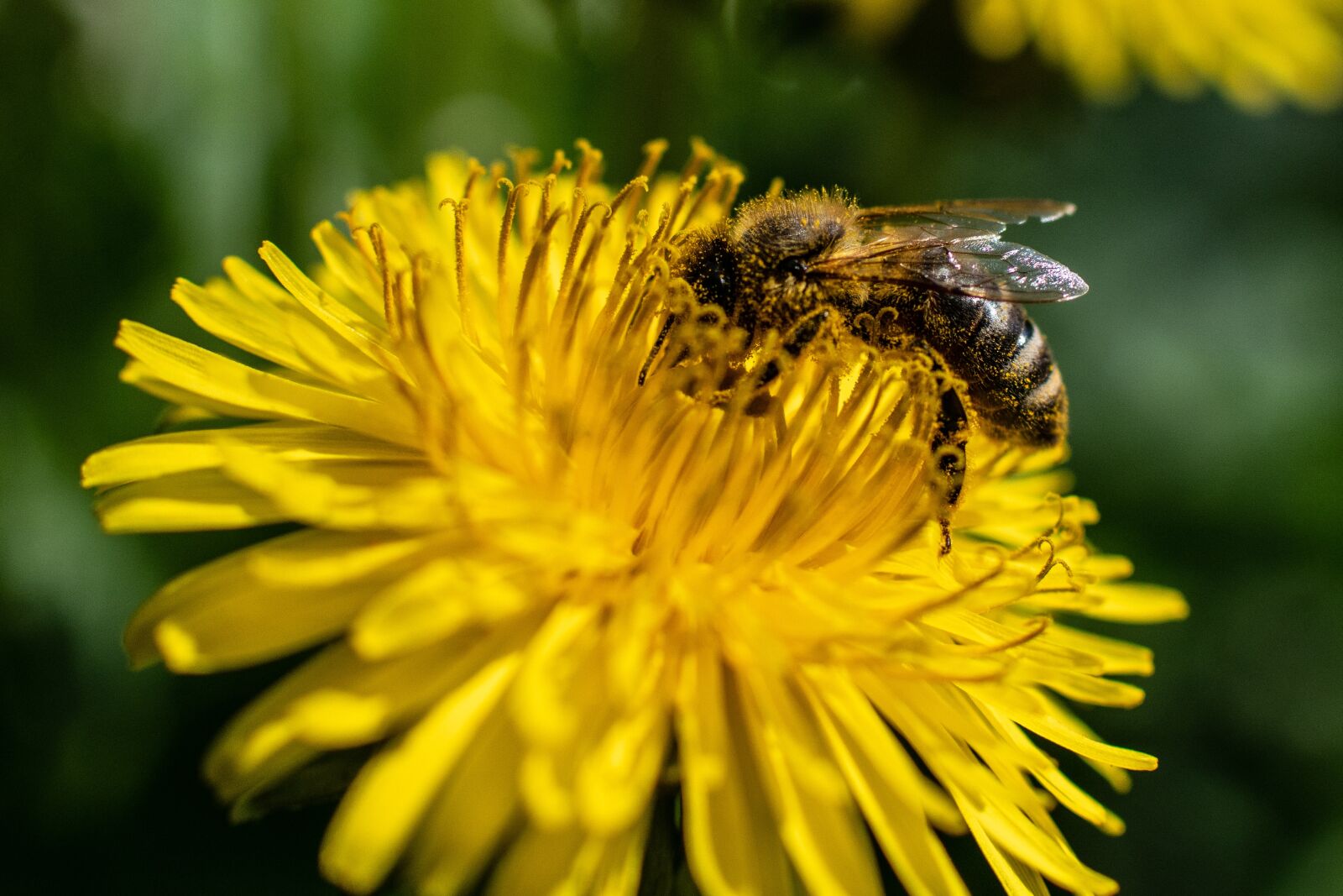 Nikon 1 Nikkor 18.5mm F1.8 sample photo. Nature, bee, flower photography