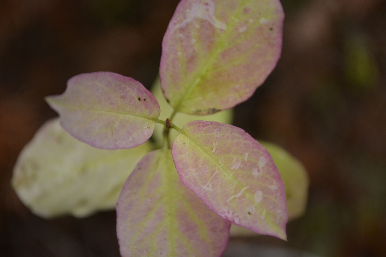 Nikon D5200 sample photo. Leaves, plant, forest photography