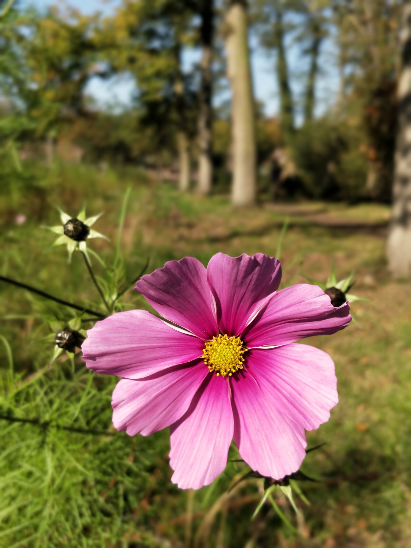 OnePlus 5 sample photo. Nature, flower, summer photography