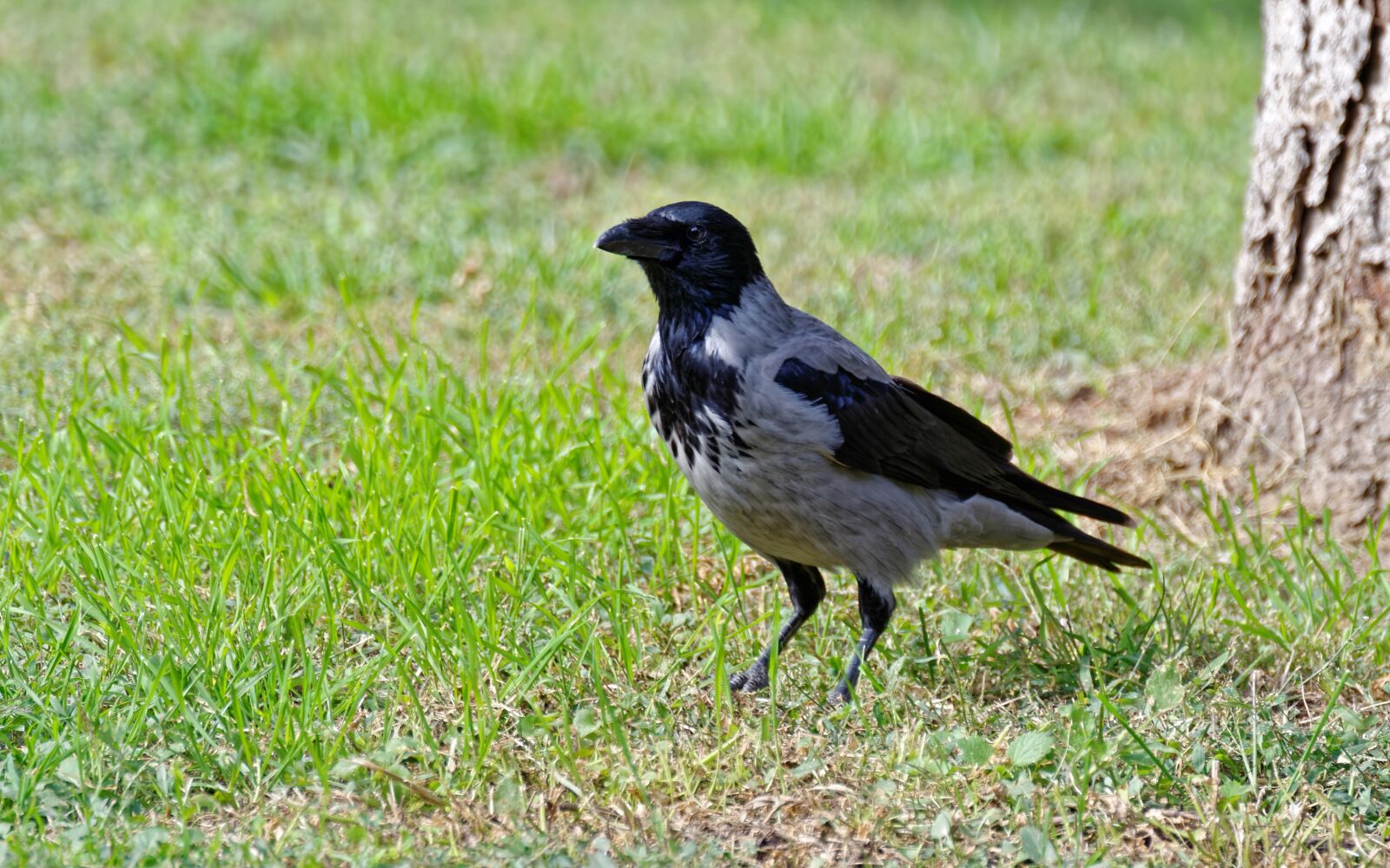 Nikon D5100 sample photo. Bird, crow, plumage photography