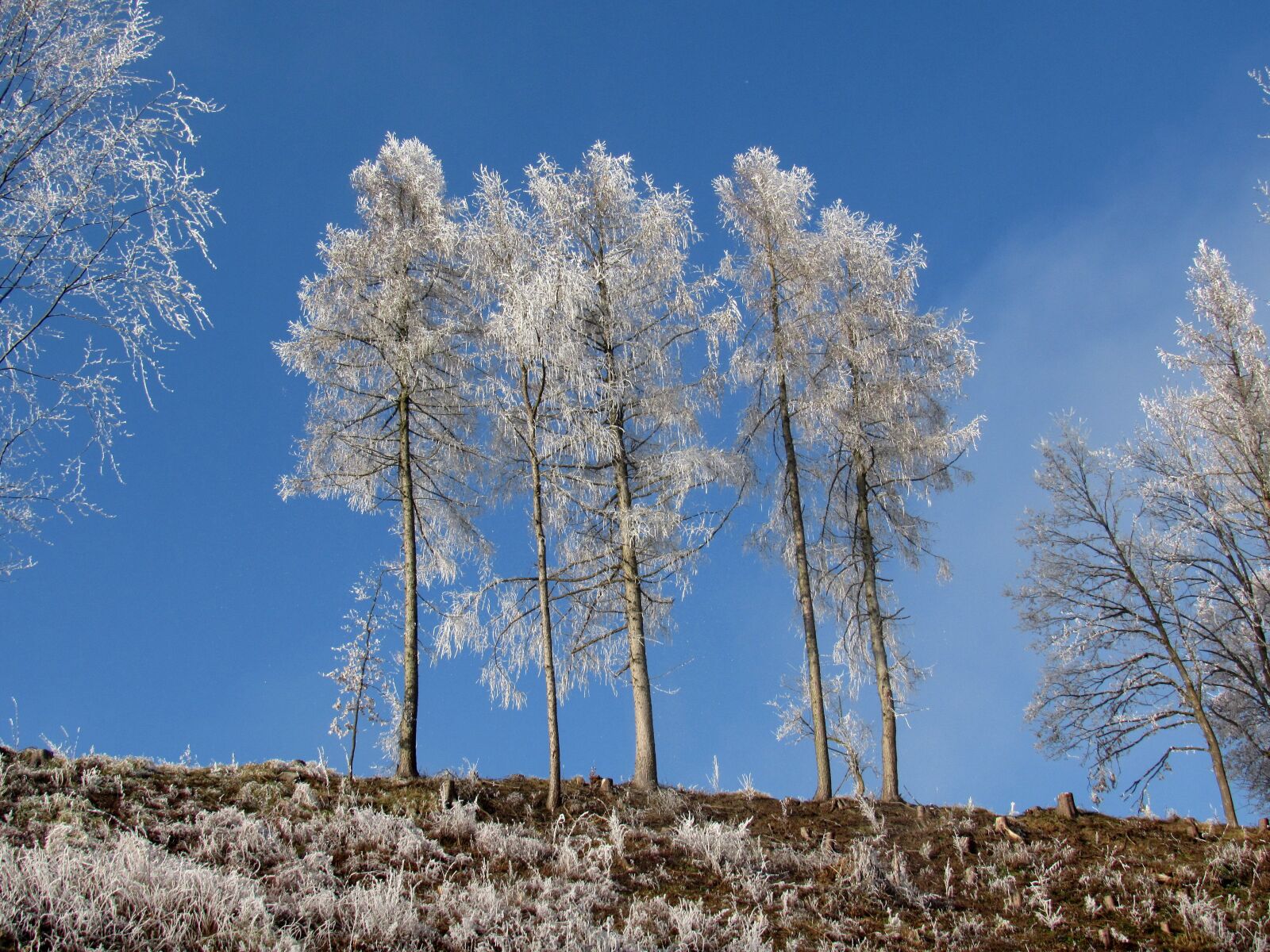 Canon PowerShot SX530 HS sample photo. Trees, frost, winter photography