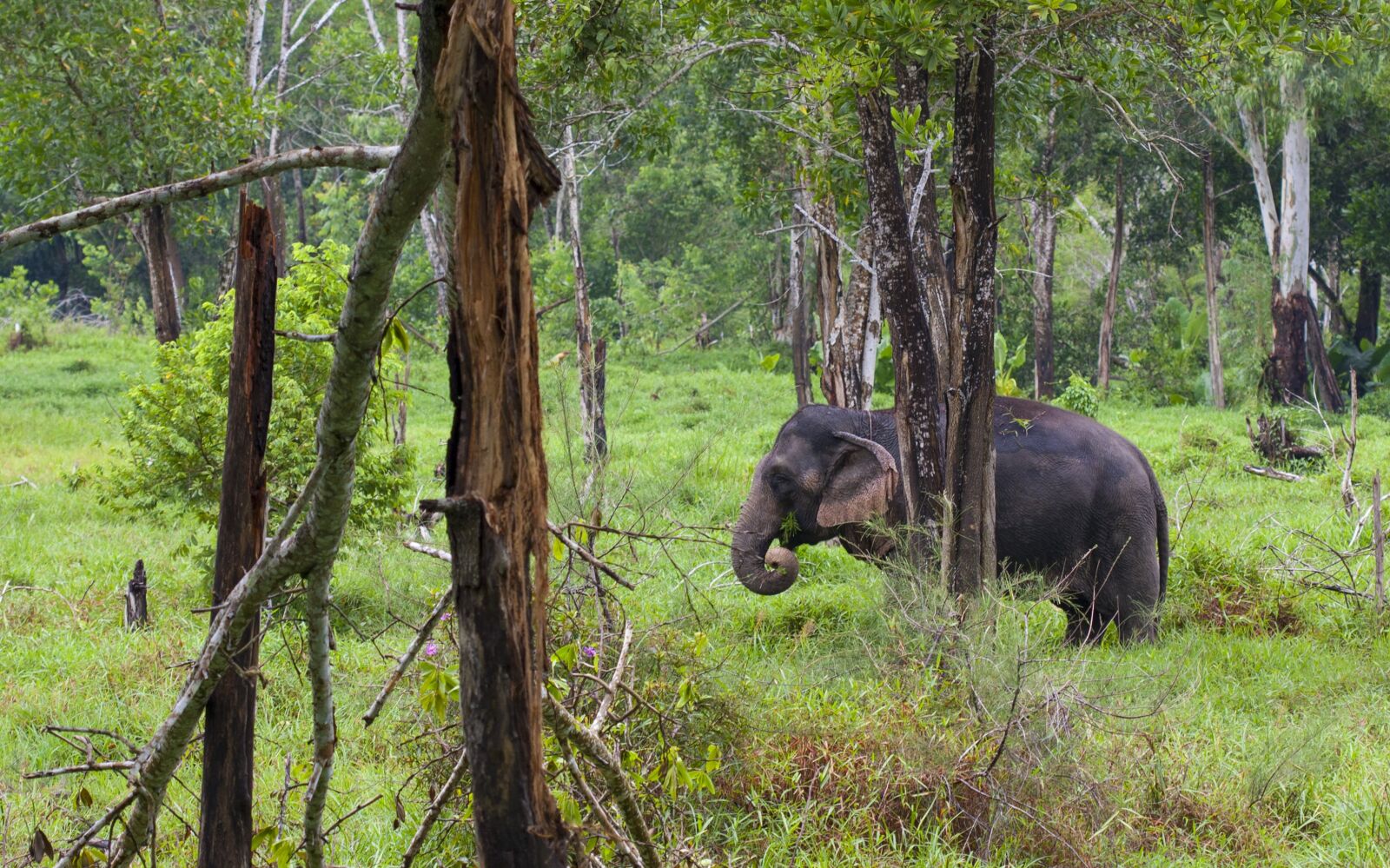 Canon EOS 1000D (EOS Digital Rebel XS / EOS Kiss F) sample photo. Elephant, elephants, animal photography