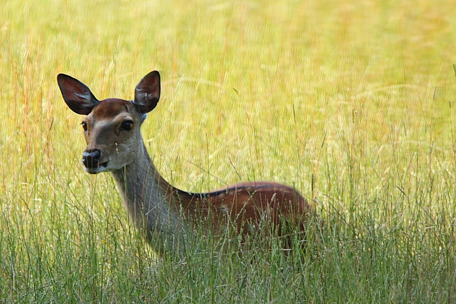 Canon EOS 550D (EOS Rebel T2i / EOS Kiss X4) sample photo. Roe deer, hirsch, hinds photography
