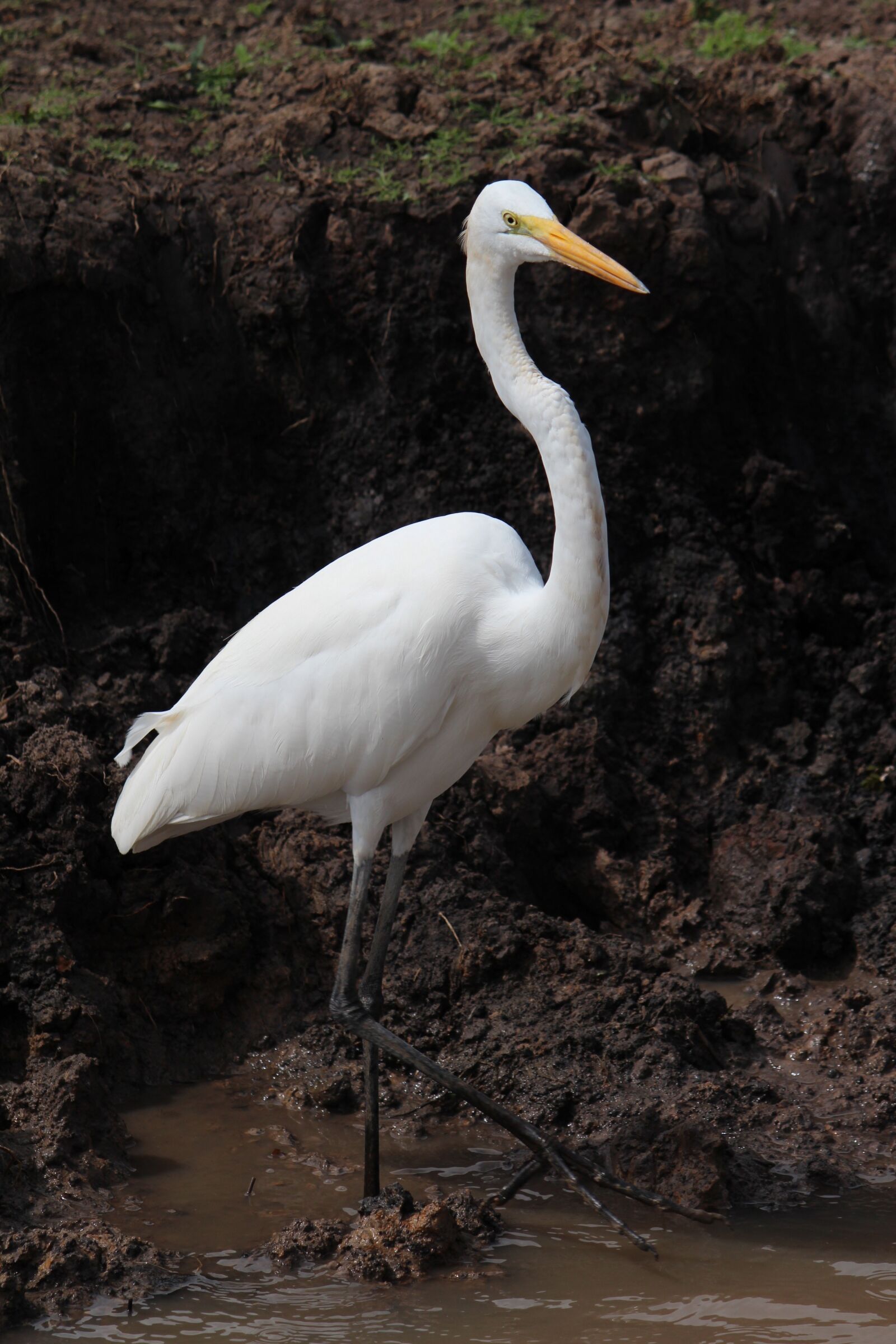 Canon EOS 600D (Rebel EOS T3i / EOS Kiss X5) sample photo. Bird, costa rica, nature photography