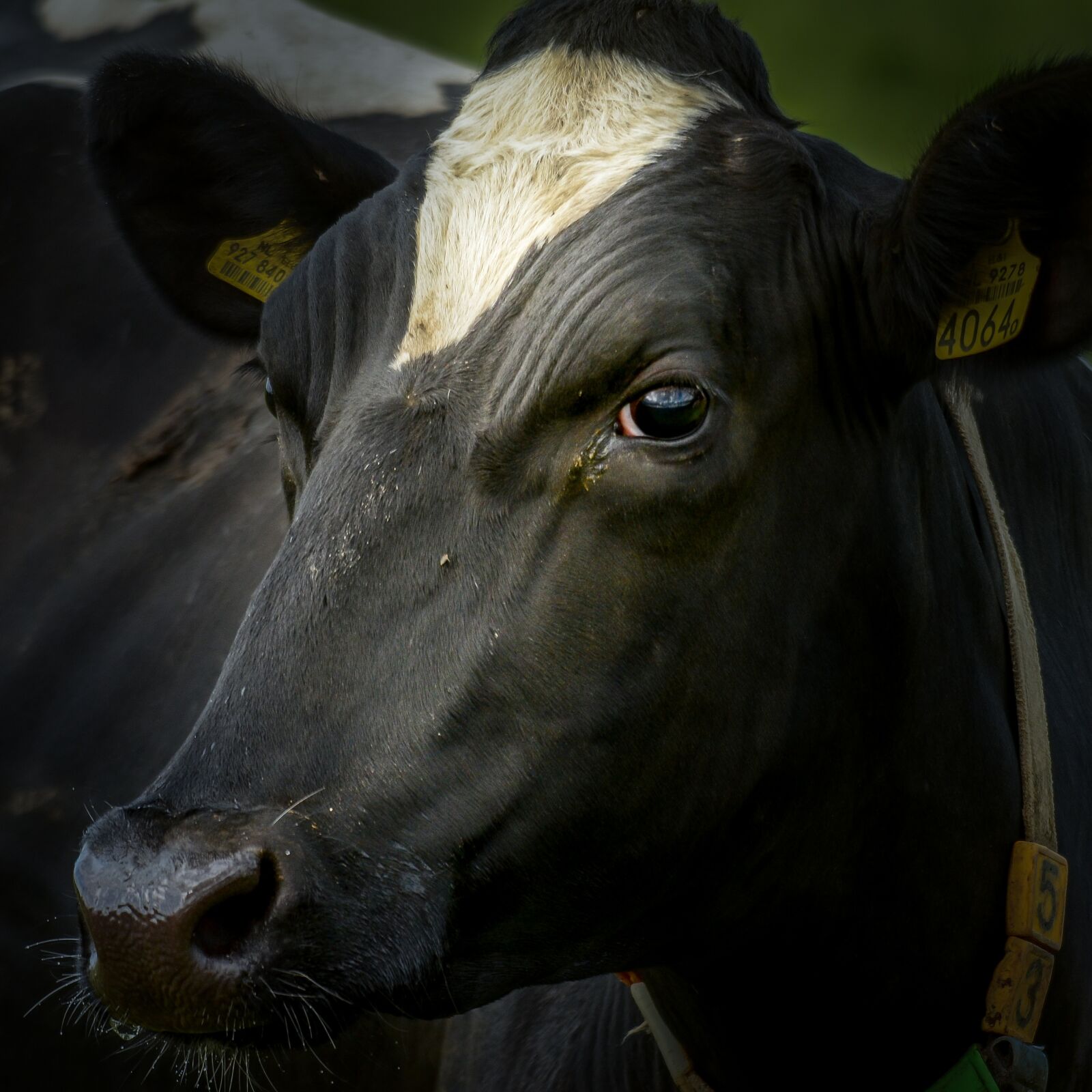 Nikon D7000 sample photo. Cow, ox, bovine photography