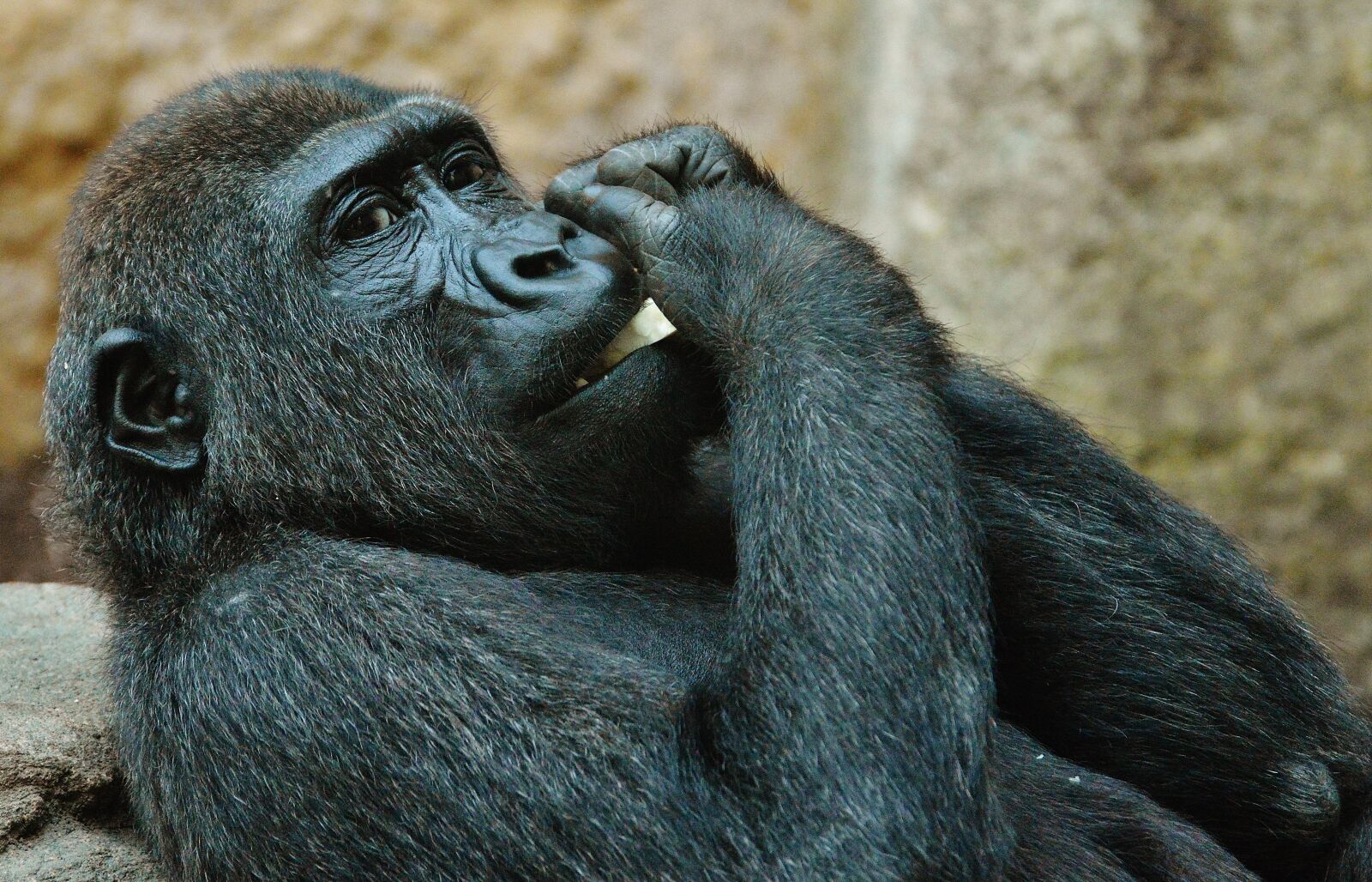 Nikon D3200 sample photo. Monkey, gorilla, eat photography