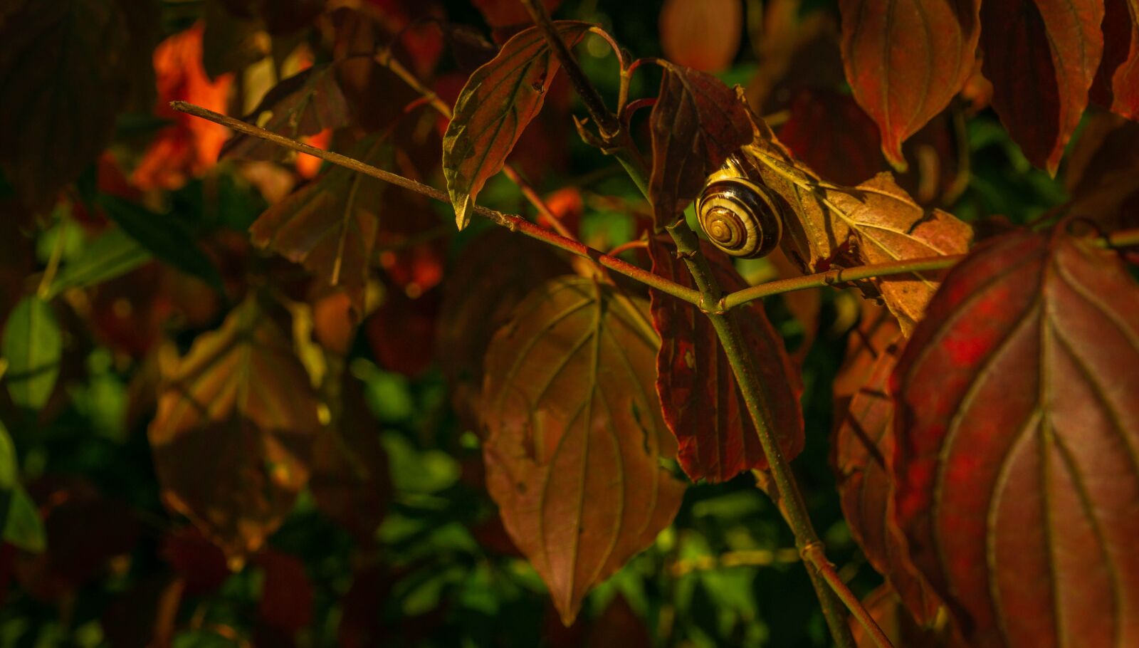 Sony E PZ 18-105mm F4 G OSS sample photo. Snail, tree, autumn photography