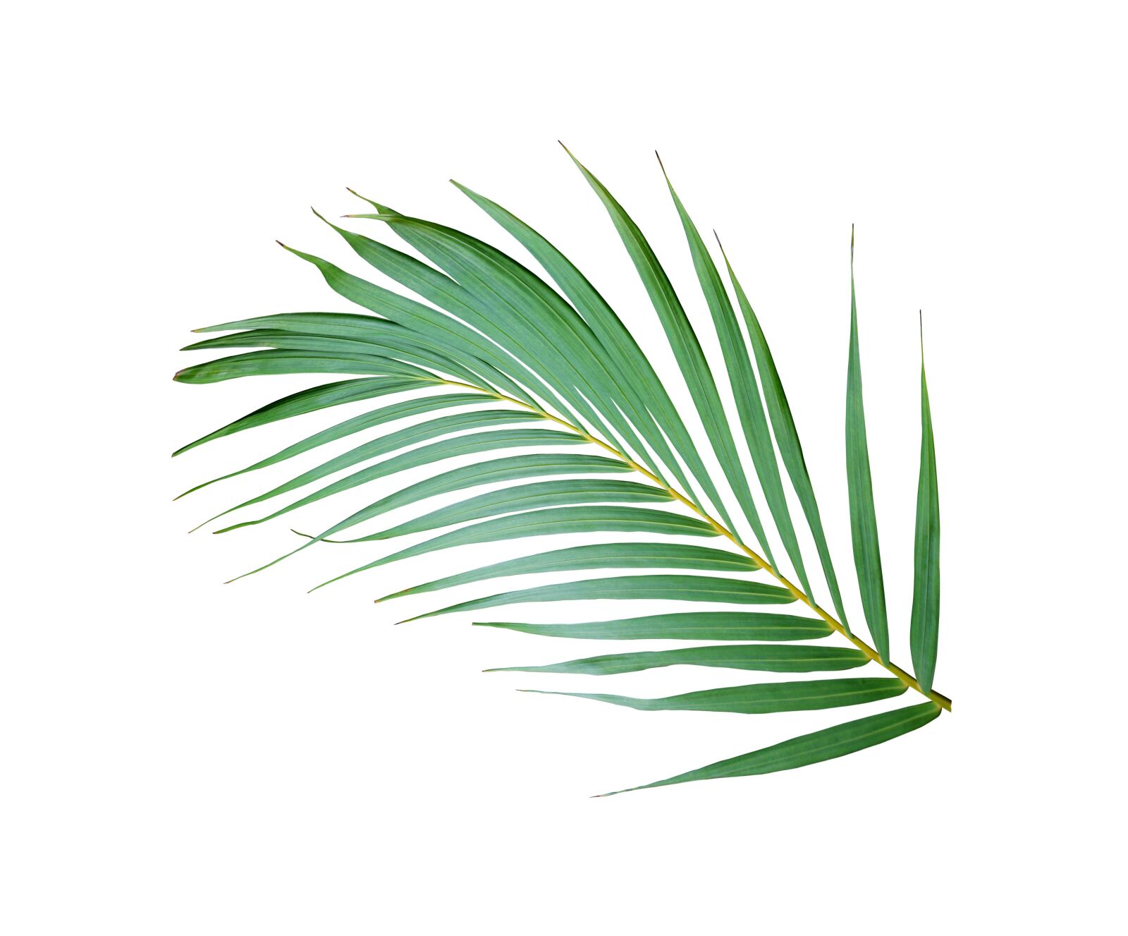 Canon EOS 700D (EOS Rebel T5i / EOS Kiss X7i) sample photo. Palm, leaf, tropical photography