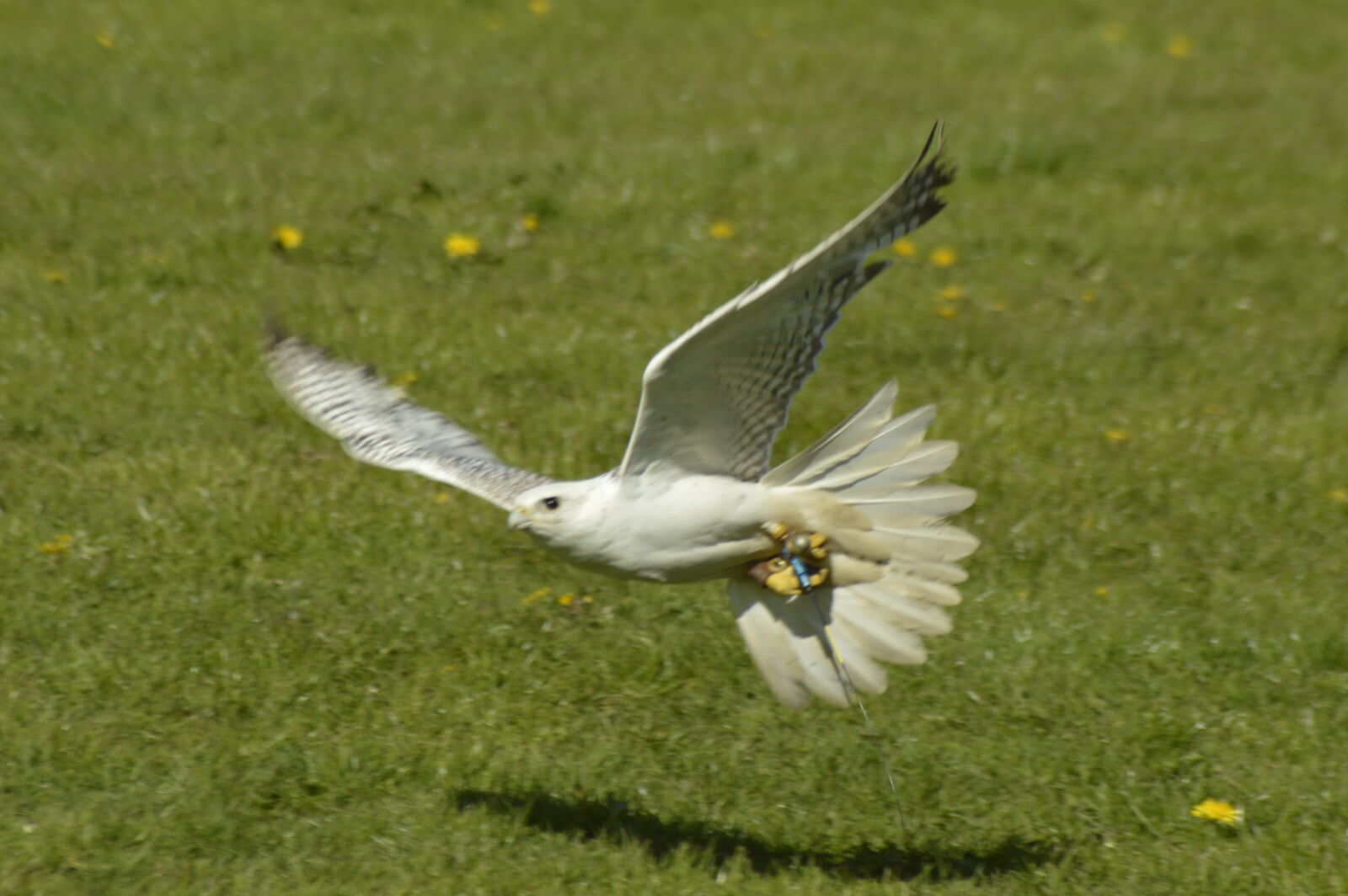 Nikon D3200 sample photo. Bird, bird, of, prey photography