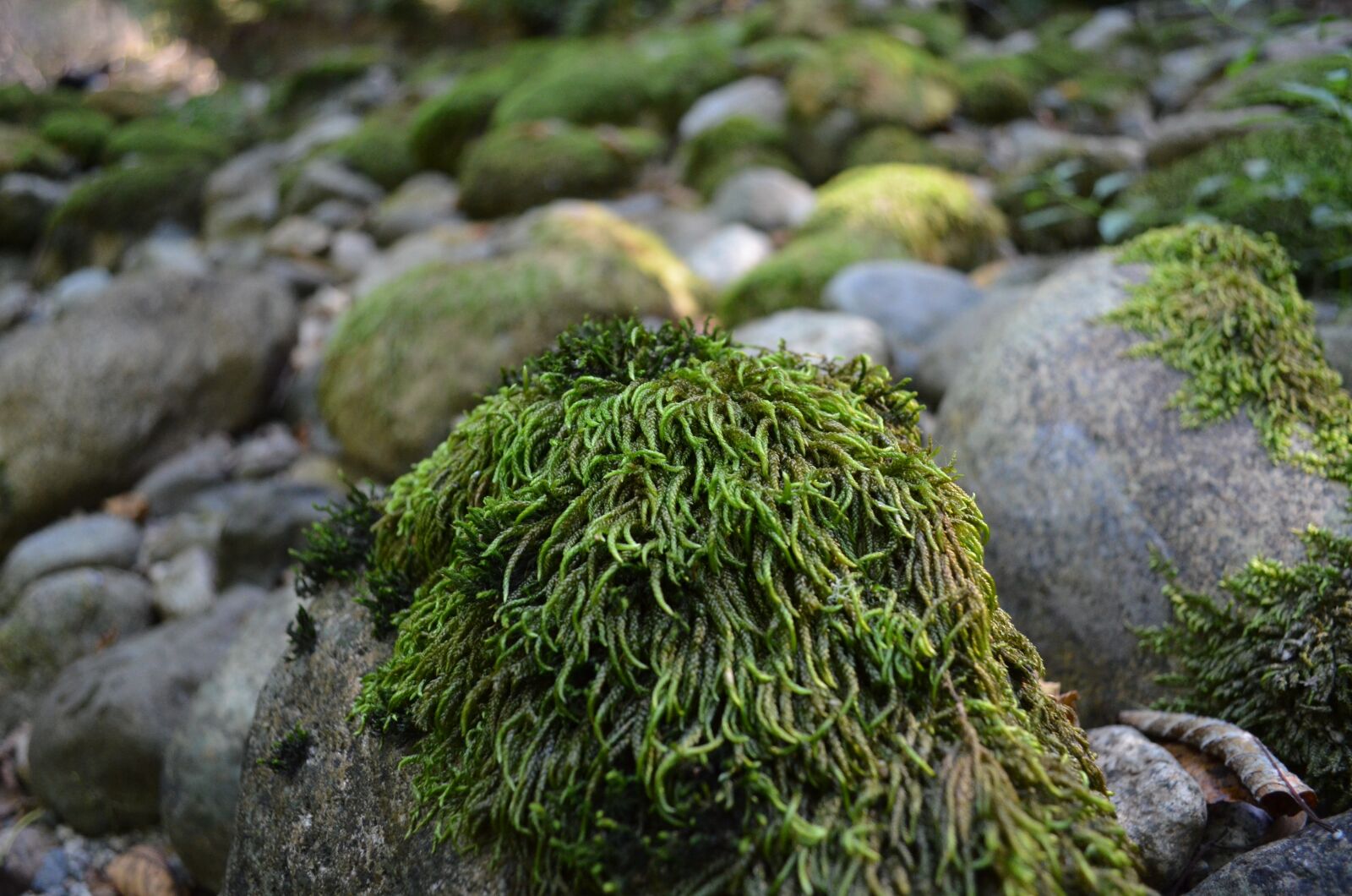 Nikon D5100 sample photo. Moss, creek, river bed photography