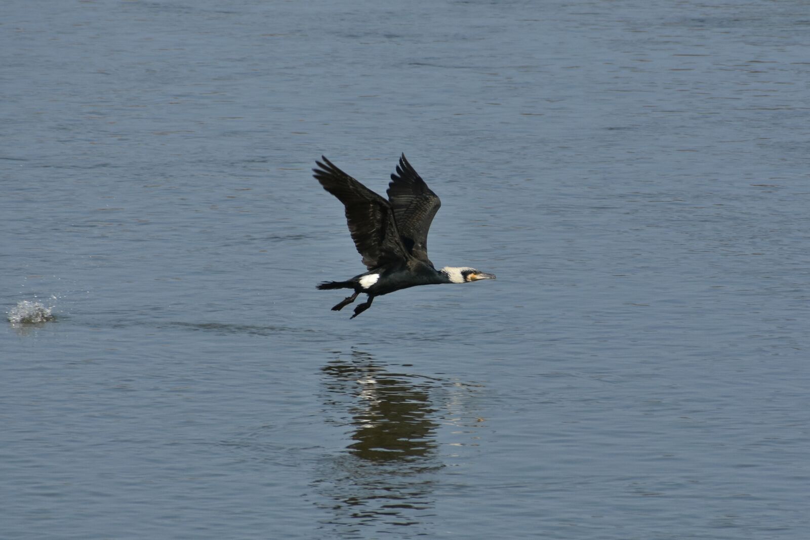 Nikon D7200 sample photo. Animal, river, waterside photography
