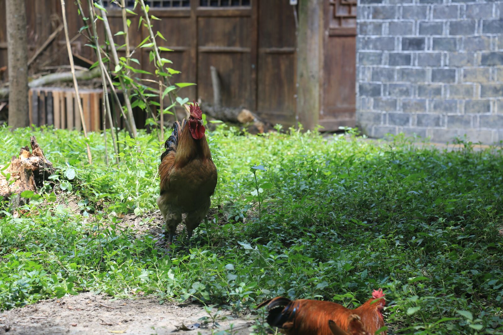 Canon EOS 6D sample photo. Cock, chicken, farmhouse photography
