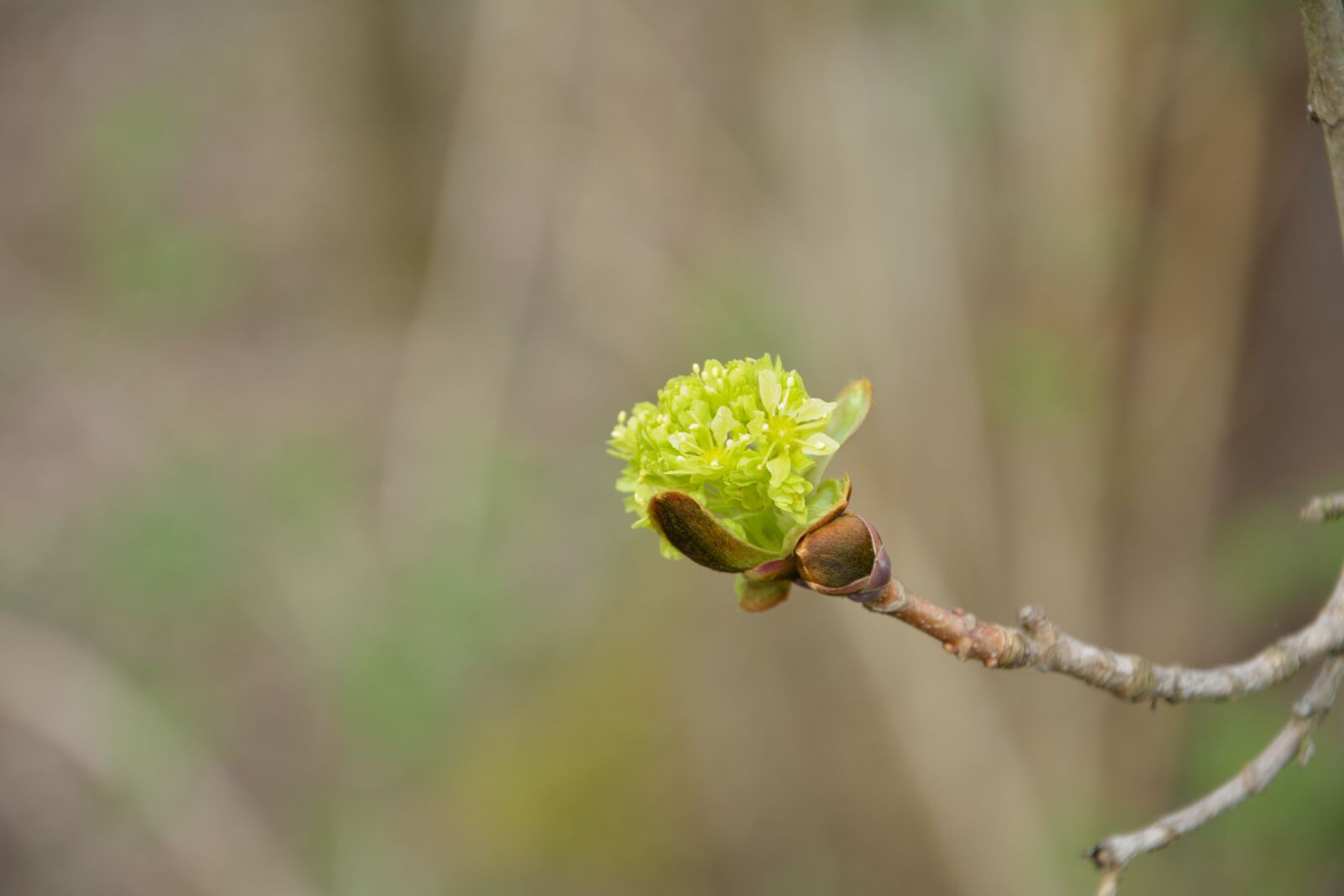 Nikon D5200 sample photo. Green, single bloom, close photography