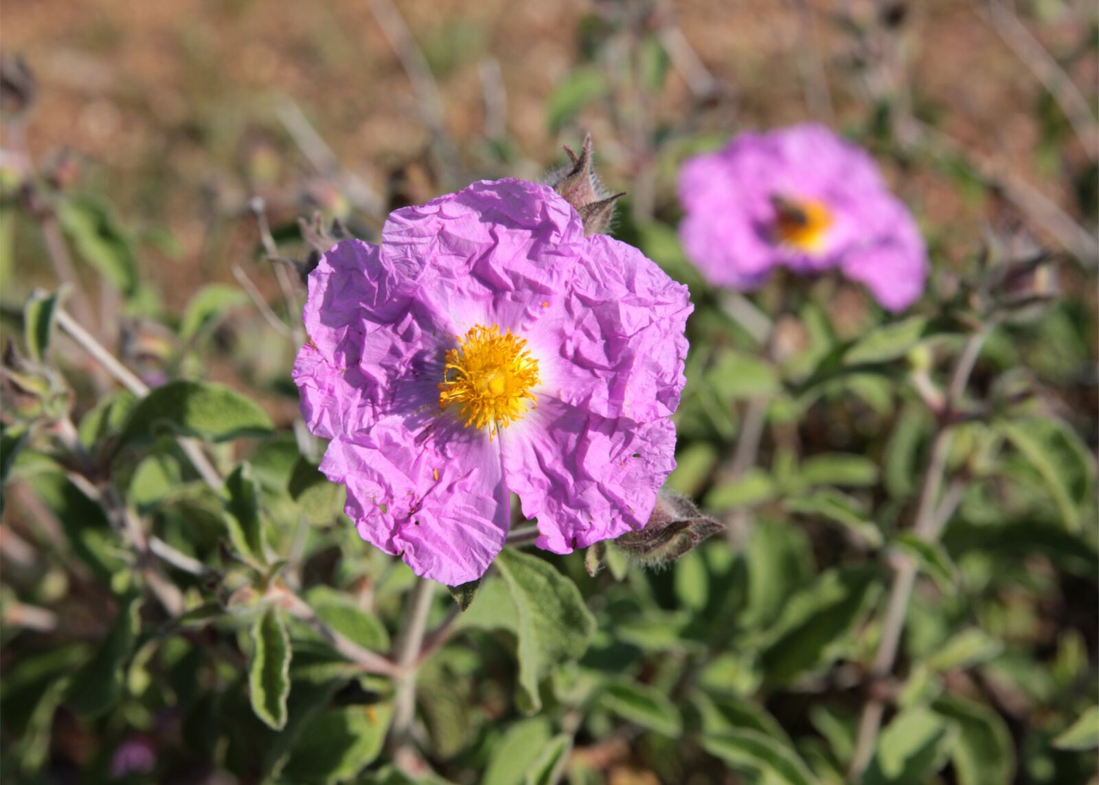 Canon EOS 550D (EOS Rebel T2i / EOS Kiss X4) sample photo. Laden, cistus albidus, flower photography