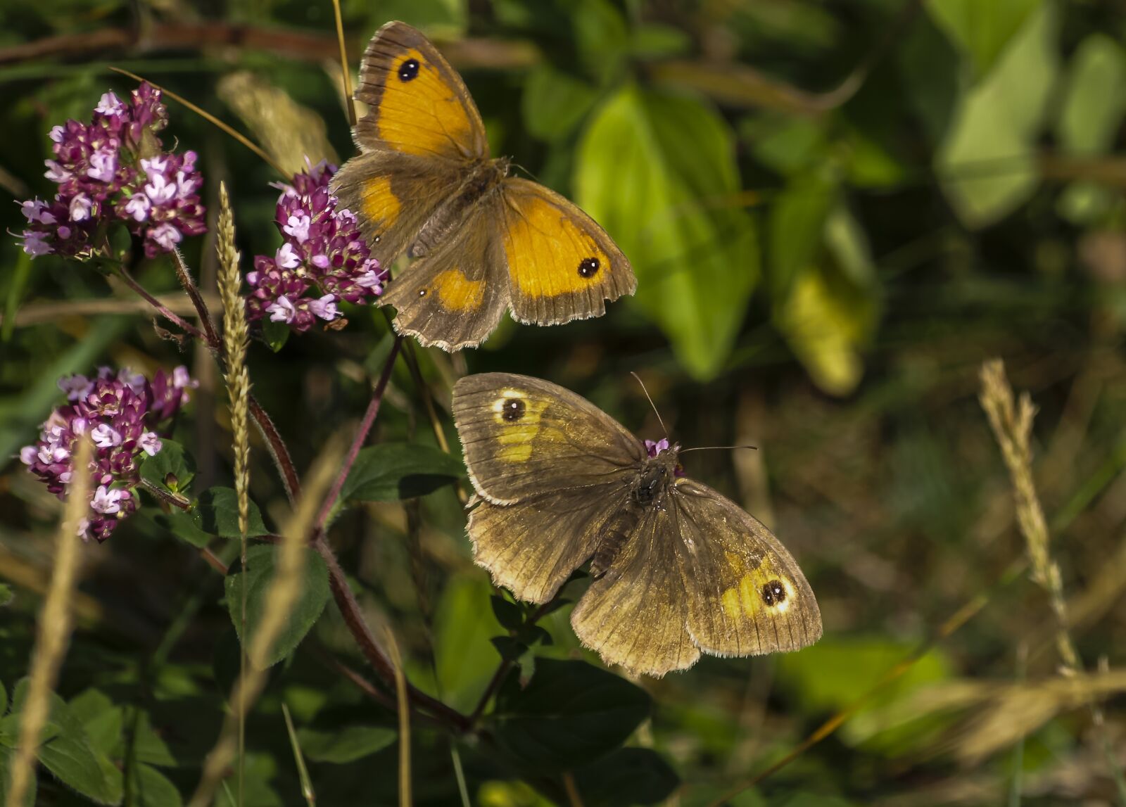 Olympus E-510 (EVOLT E-510) sample photo. Butterfly, gatekeeper, lepidoptera photography
