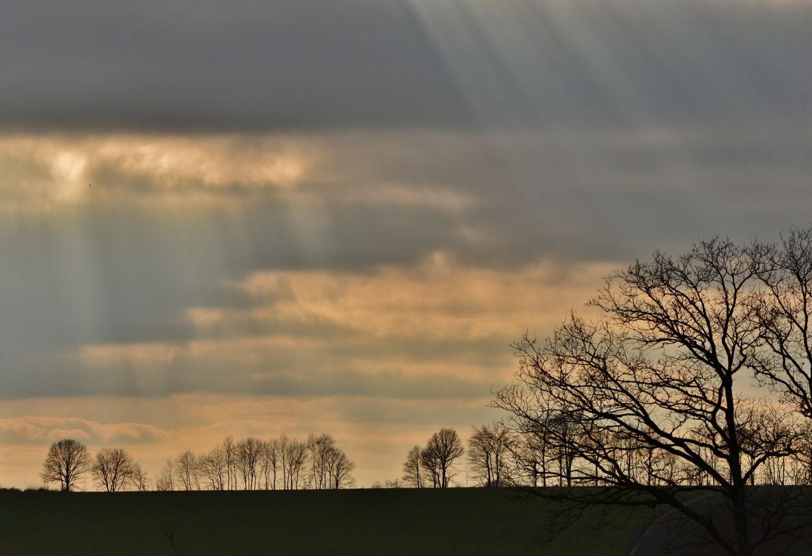 Nikon D600 sample photo. Silhouette, trees, landscape photography