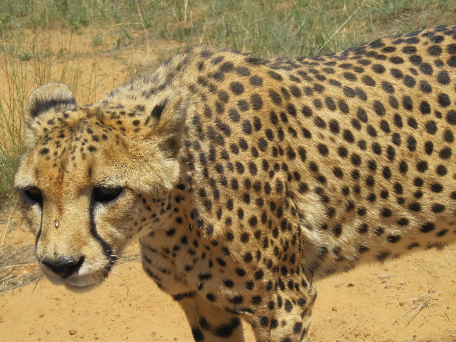 Canon PowerShot SX200 IS sample photo. Namibia, cheetah, big cat photography