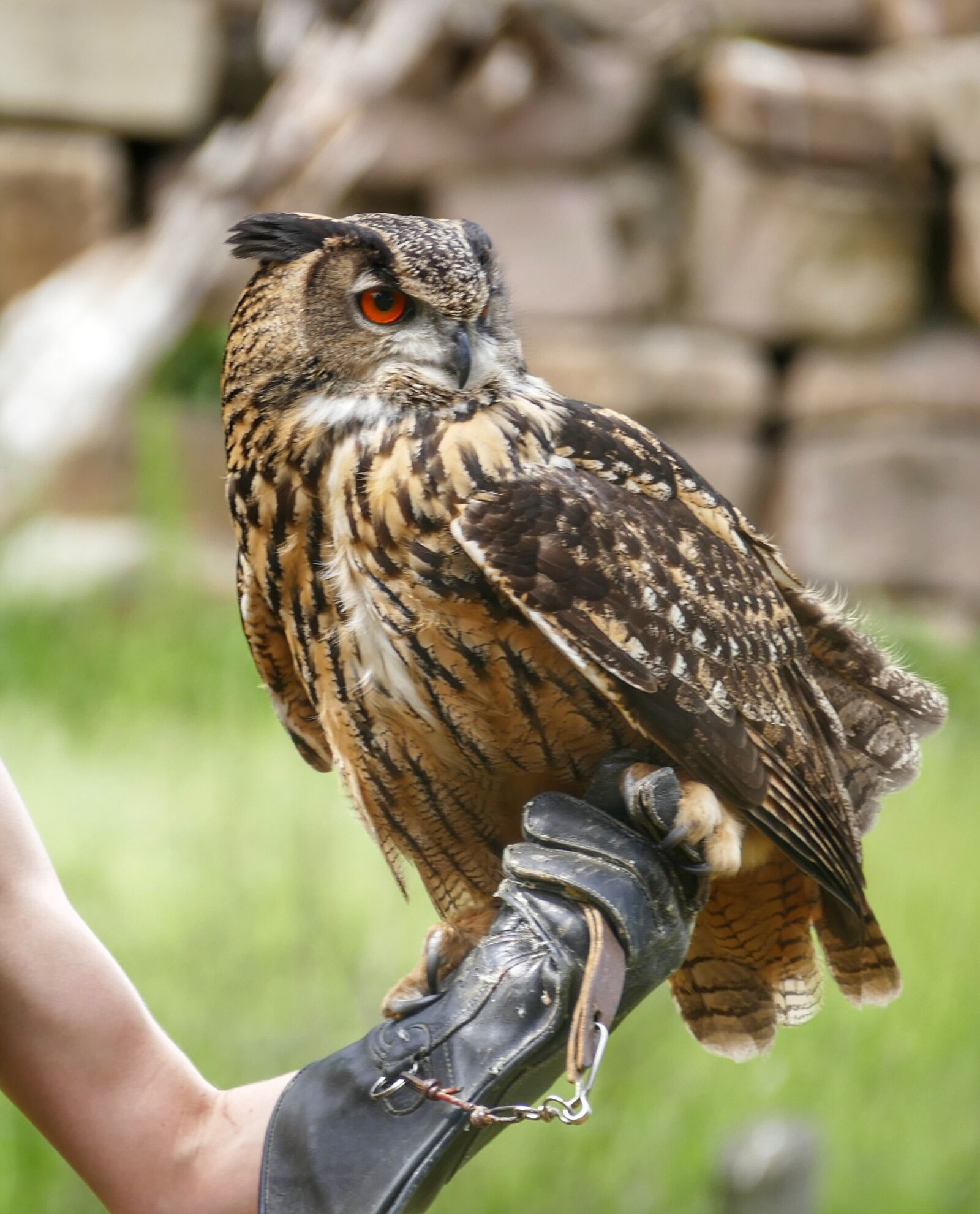 Panasonic Lumix DMC-FZ1000 sample photo. Eagle owl, bird, owl photography