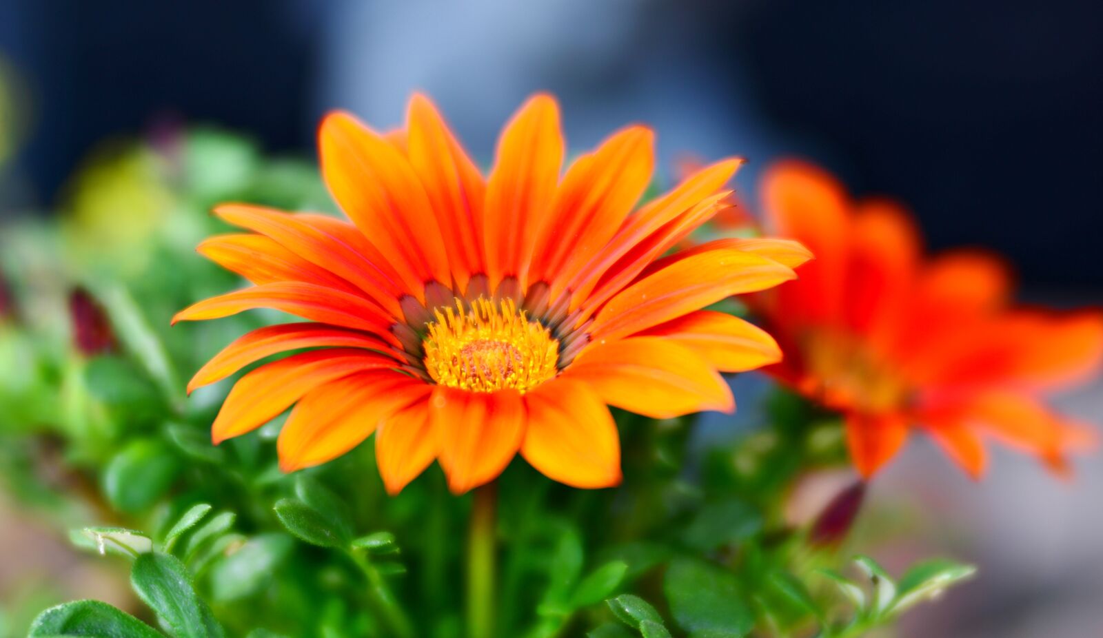 Nikon D600 sample photo. Gazania, flower, orange photography