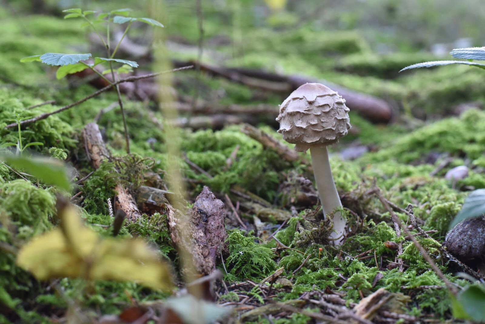 Nikon D750 sample photo. Mushrooms, nature, autumn photography