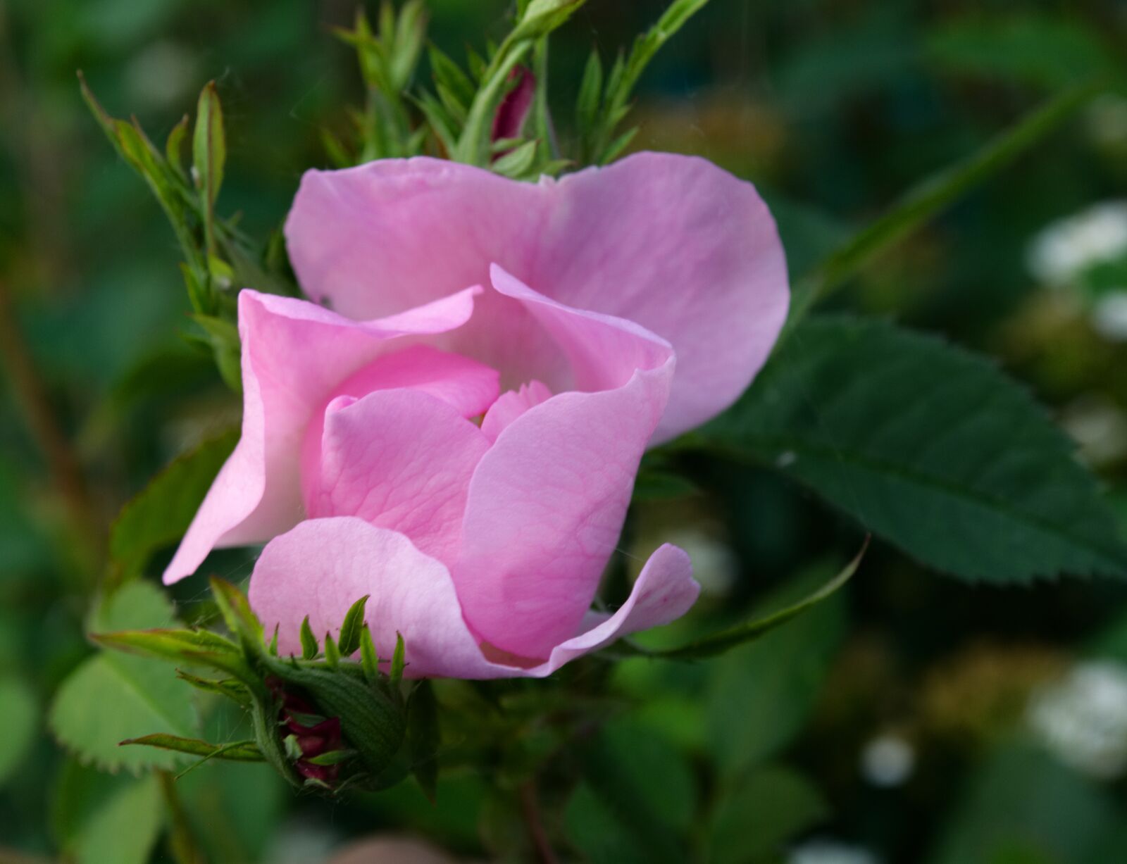 Nikon D5200 sample photo. Rose, wild rose, natural photography