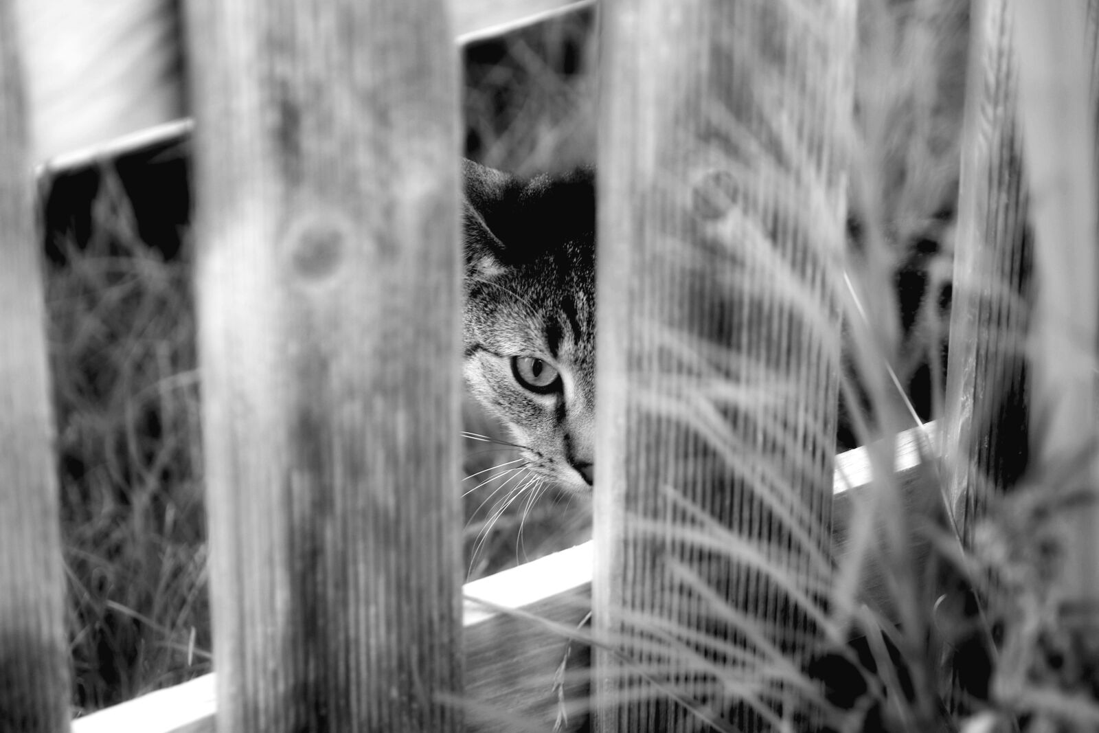 Canon EOS 80D sample photo. Cat, kitten, animals photography