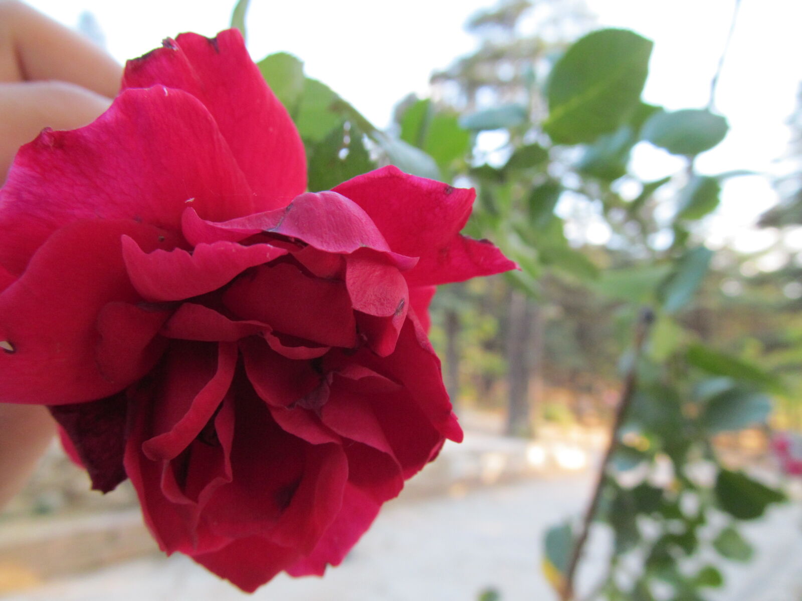 Canon PowerShot SX150 IS sample photo. Flower, macro, nature, rose photography