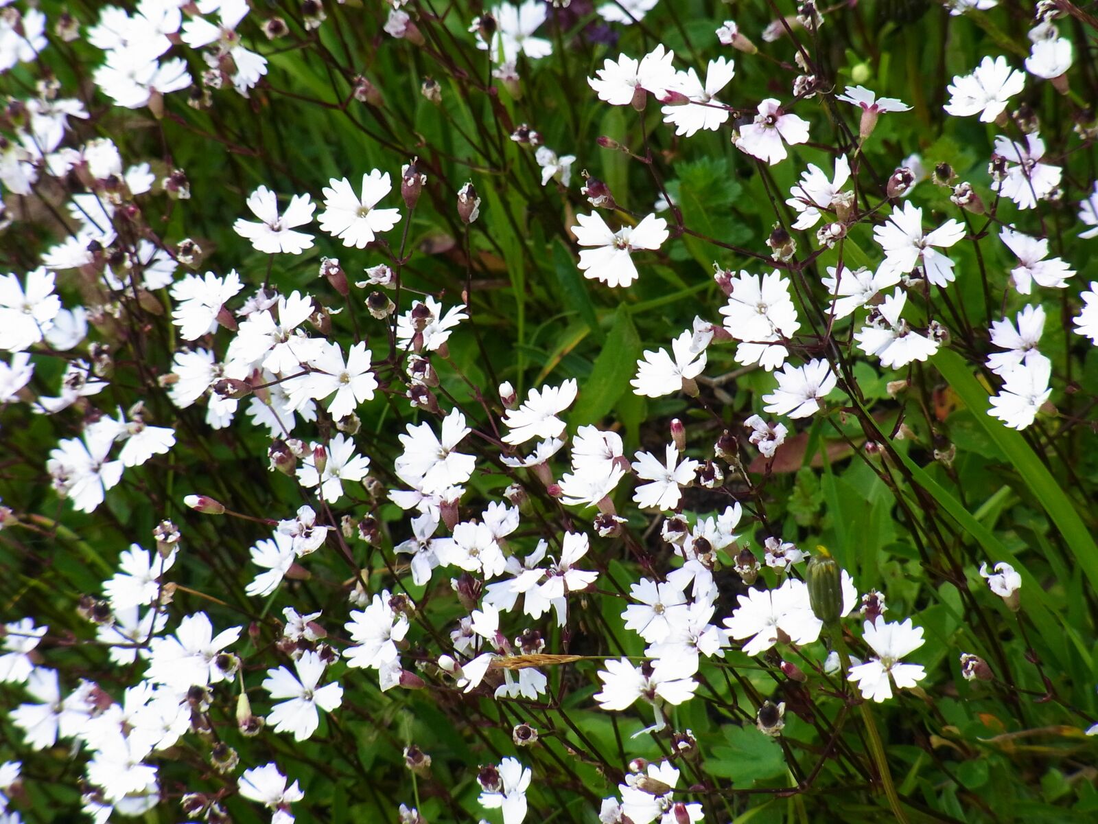 Ricoh CX3 sample photo. Flower, flowers, white photography