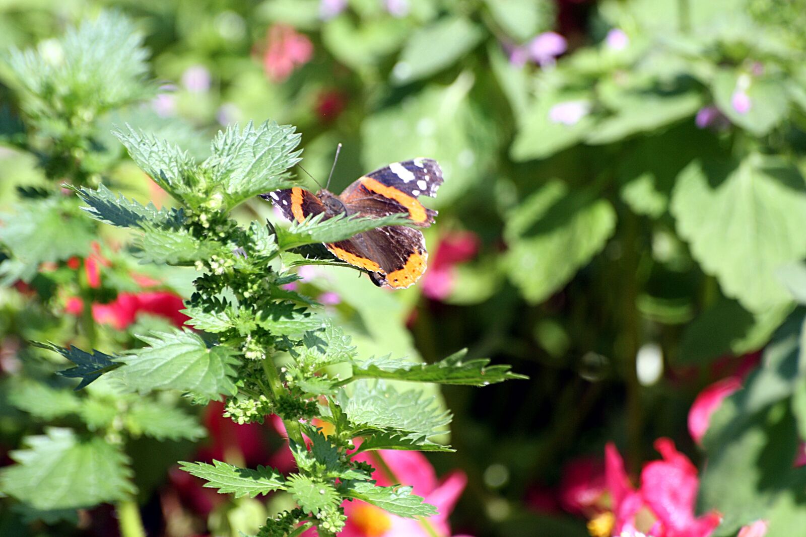 Canon EOS 1000D (EOS Digital Rebel XS / EOS Kiss F) sample photo. Butterfly, hidden, walk in photography
