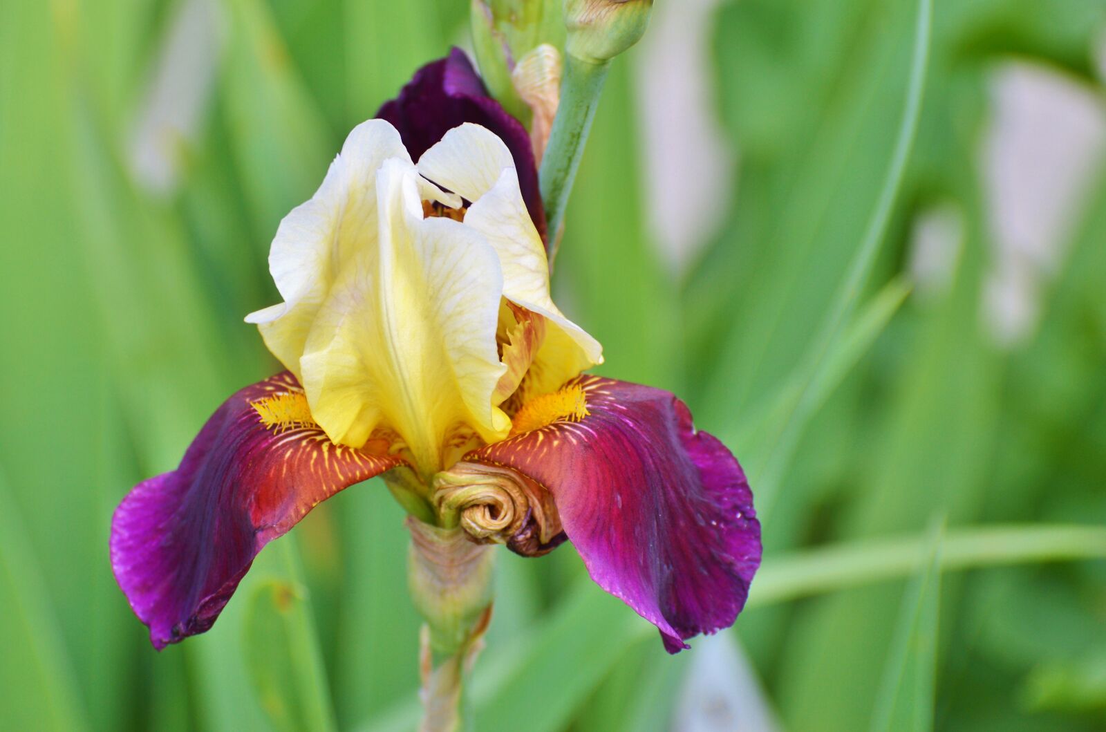 Nikon D3200 sample photo. Iris, flower, lily photography