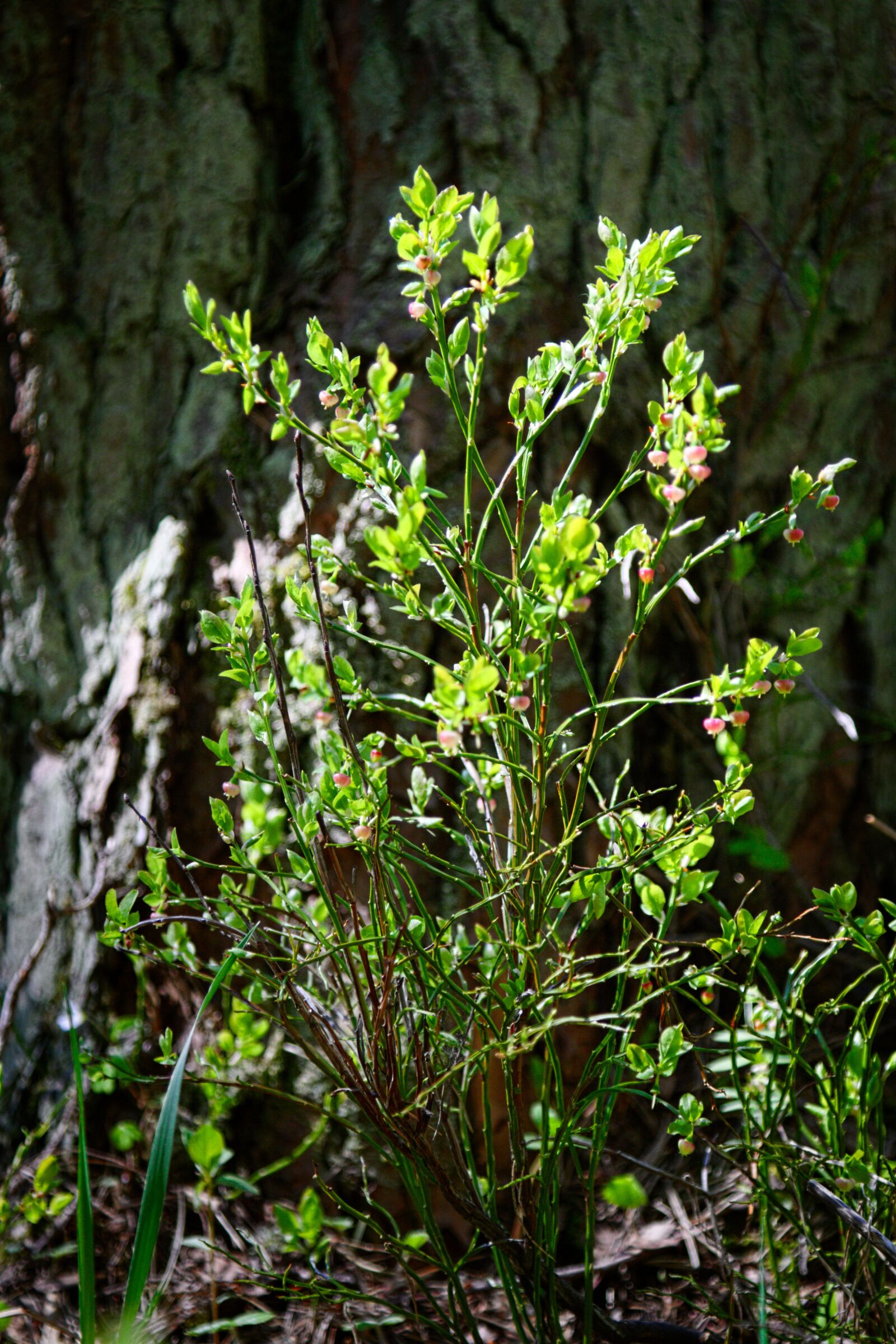 Canon EOS 7D sample photo. Spring, nature, bloom photography