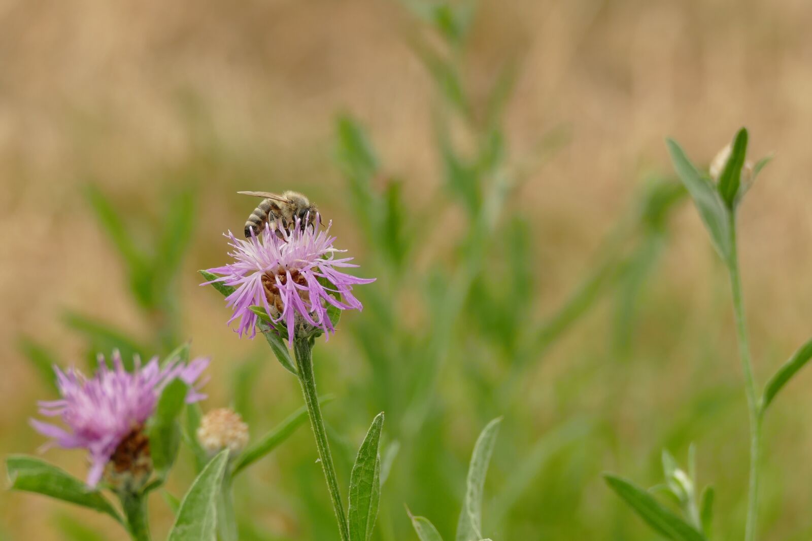 Panasonic Lumix DMC-FZ1000 sample photo. Knapweed, centaurea jacea, meadows photography