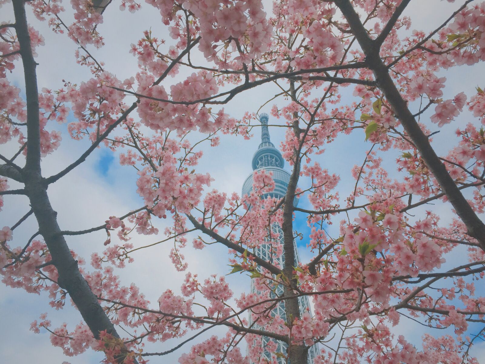Apple iPhone 6 sample photo. Cherry, blossoms, japan, sakura photography