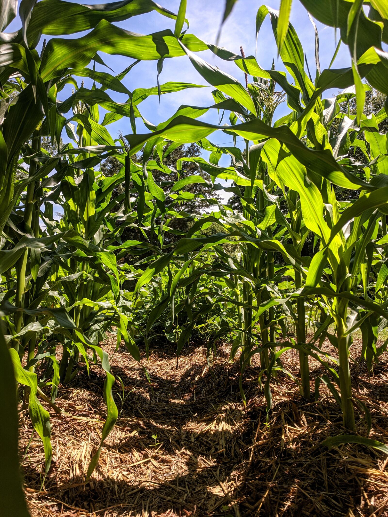 Google Pixel sample photo. Corn, garden, stalk photography