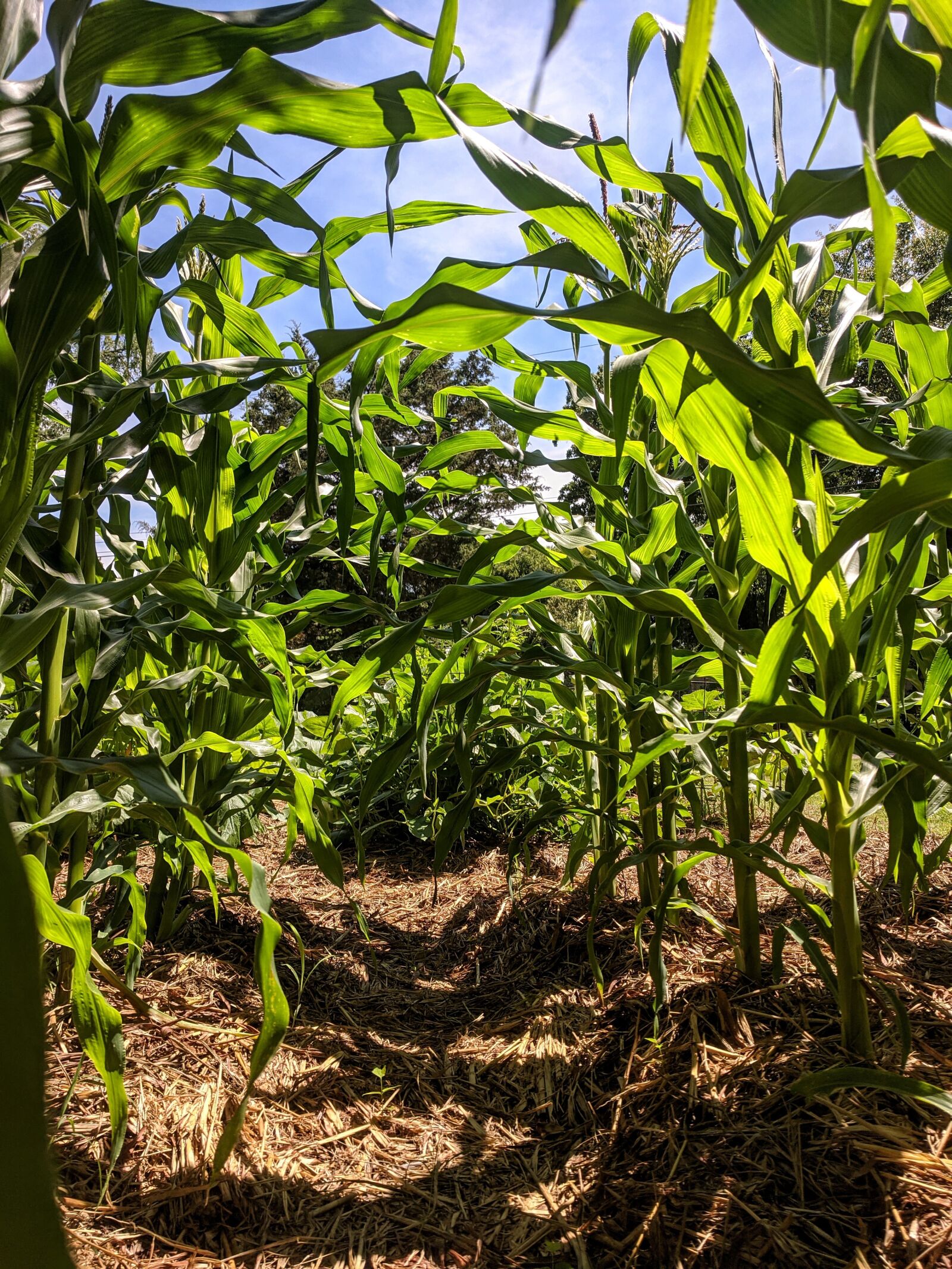 Google Pixel sample photo. Corn, garden, stalk photography