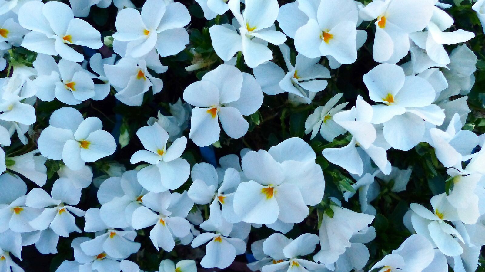 Panasonic Lumix DMC-FZ200 sample photo. Flower, nature, garden photography