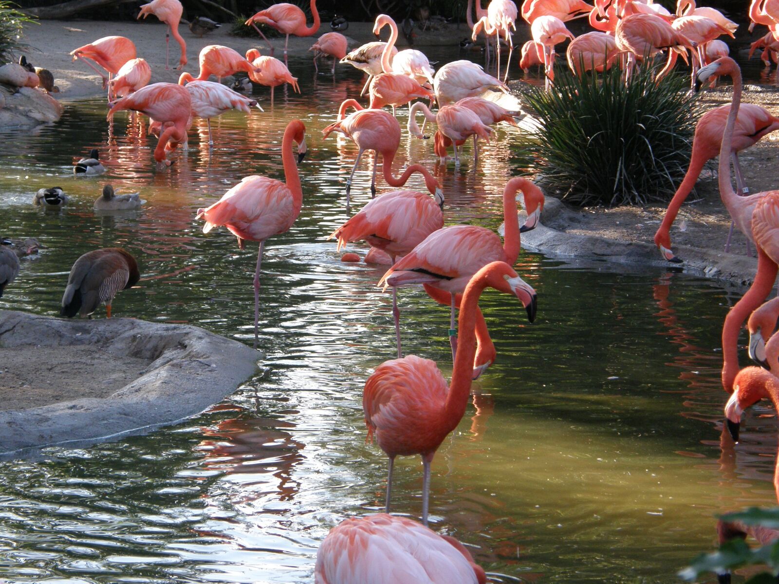 Olympus SP550UZ sample photo. Flamingo, bird, pink photography