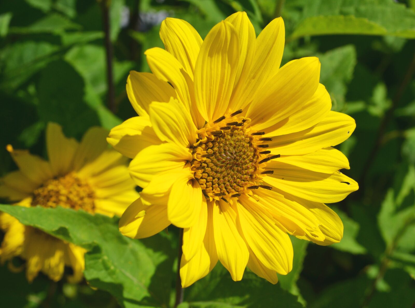 Nikon D3100 sample photo. Blossom, bloom, yellow photography