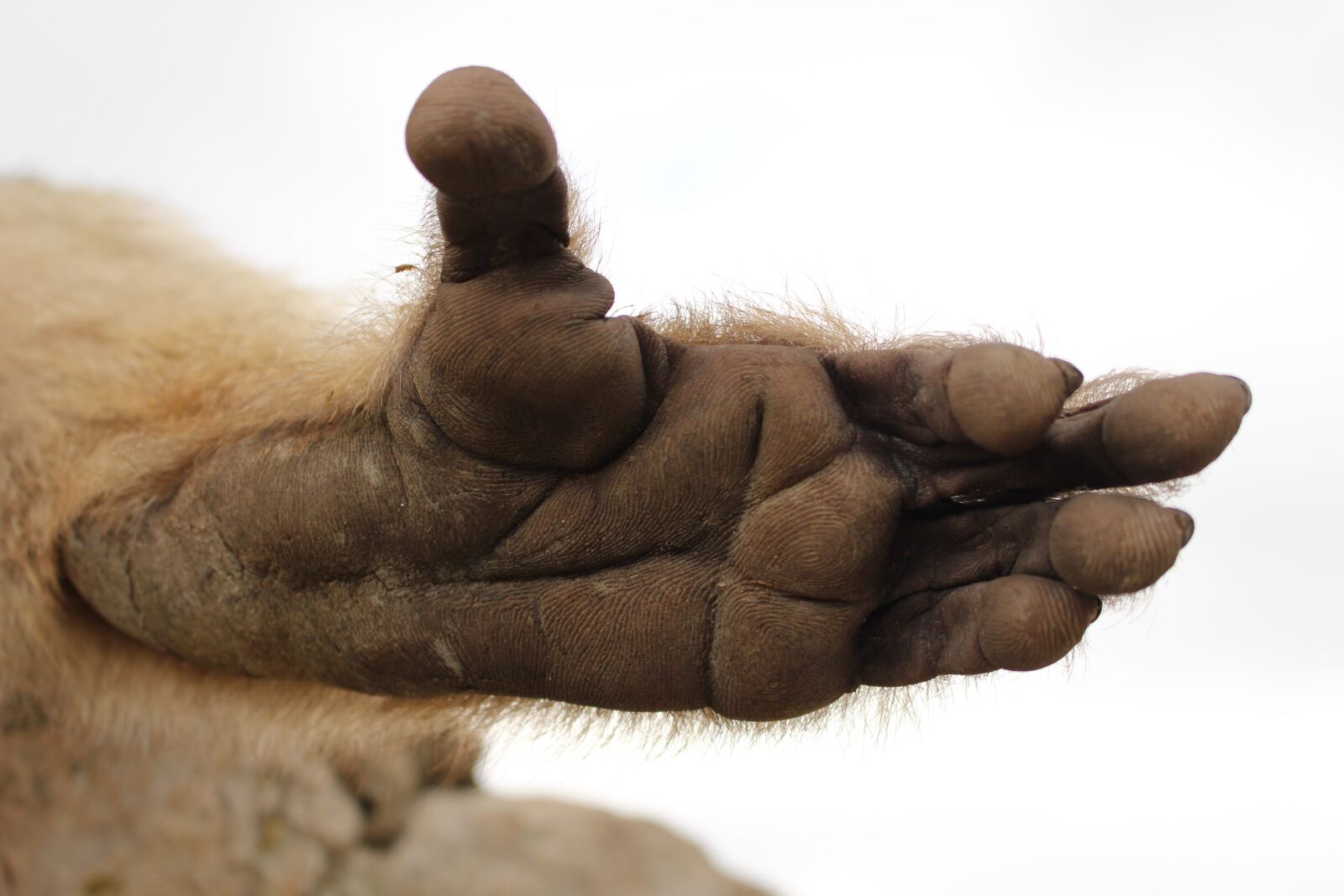 Canon EOS 100D (EOS Rebel SL1 / EOS Kiss X7) sample photo. Limb, foot, monkey photography