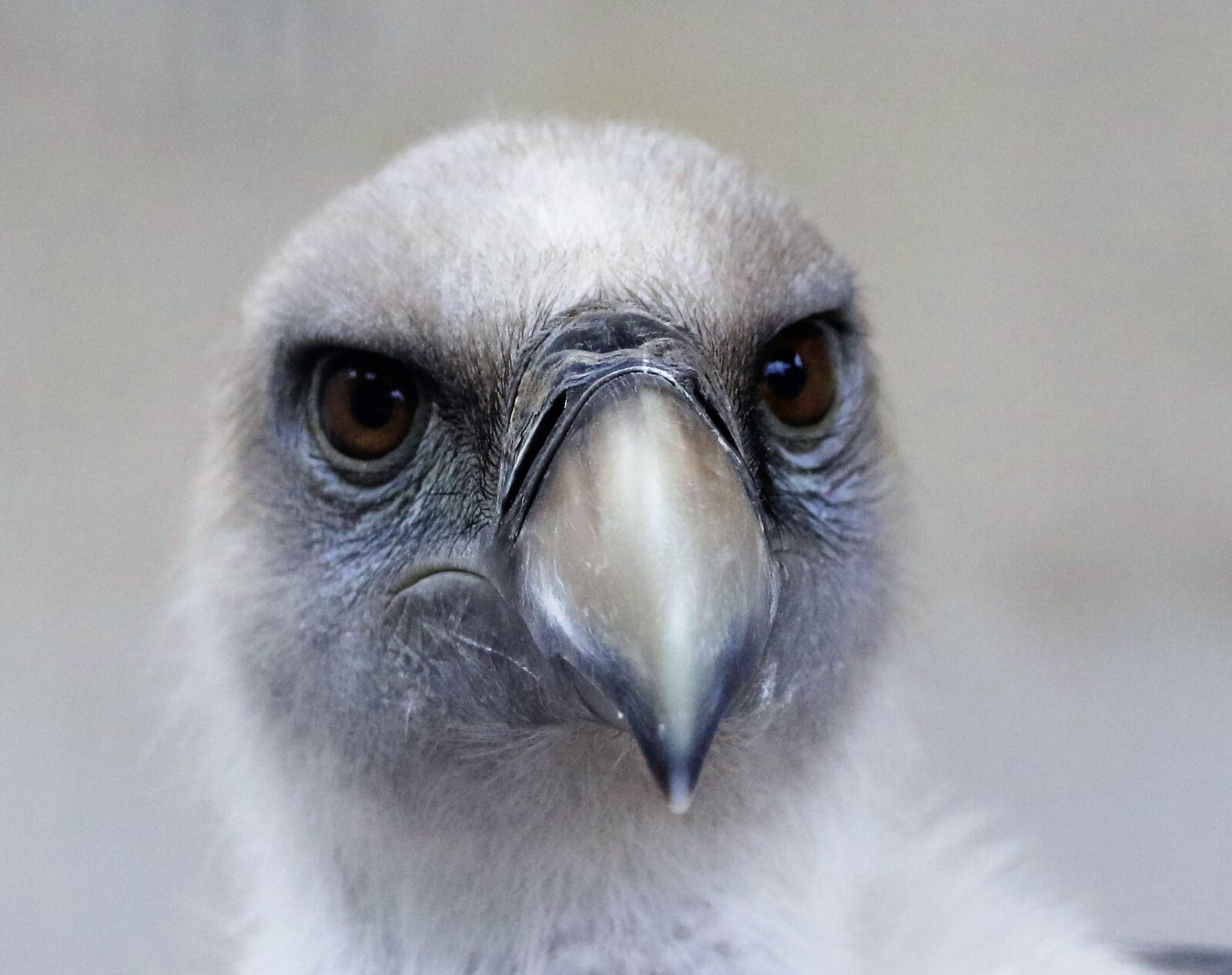 Canon EOS 7D Mark II sample photo. Griffin vulture, vulture, bird photography
