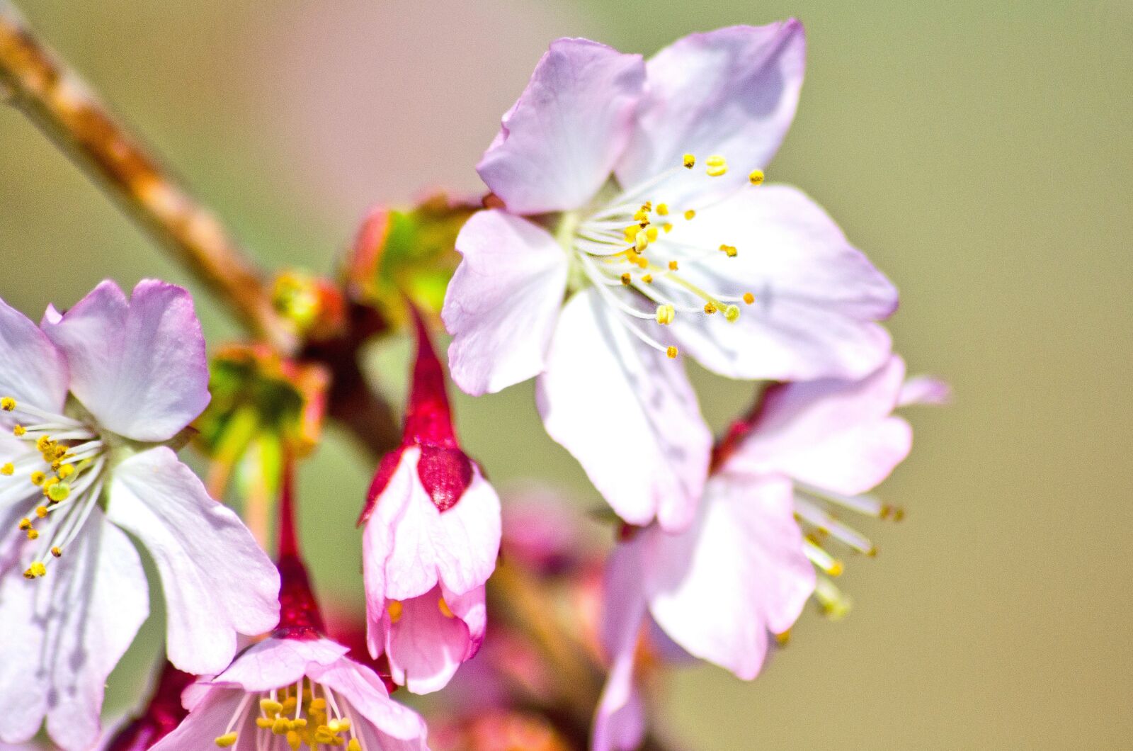 Nikon D5100 sample photo. Cherry blossom, wild cherry photography