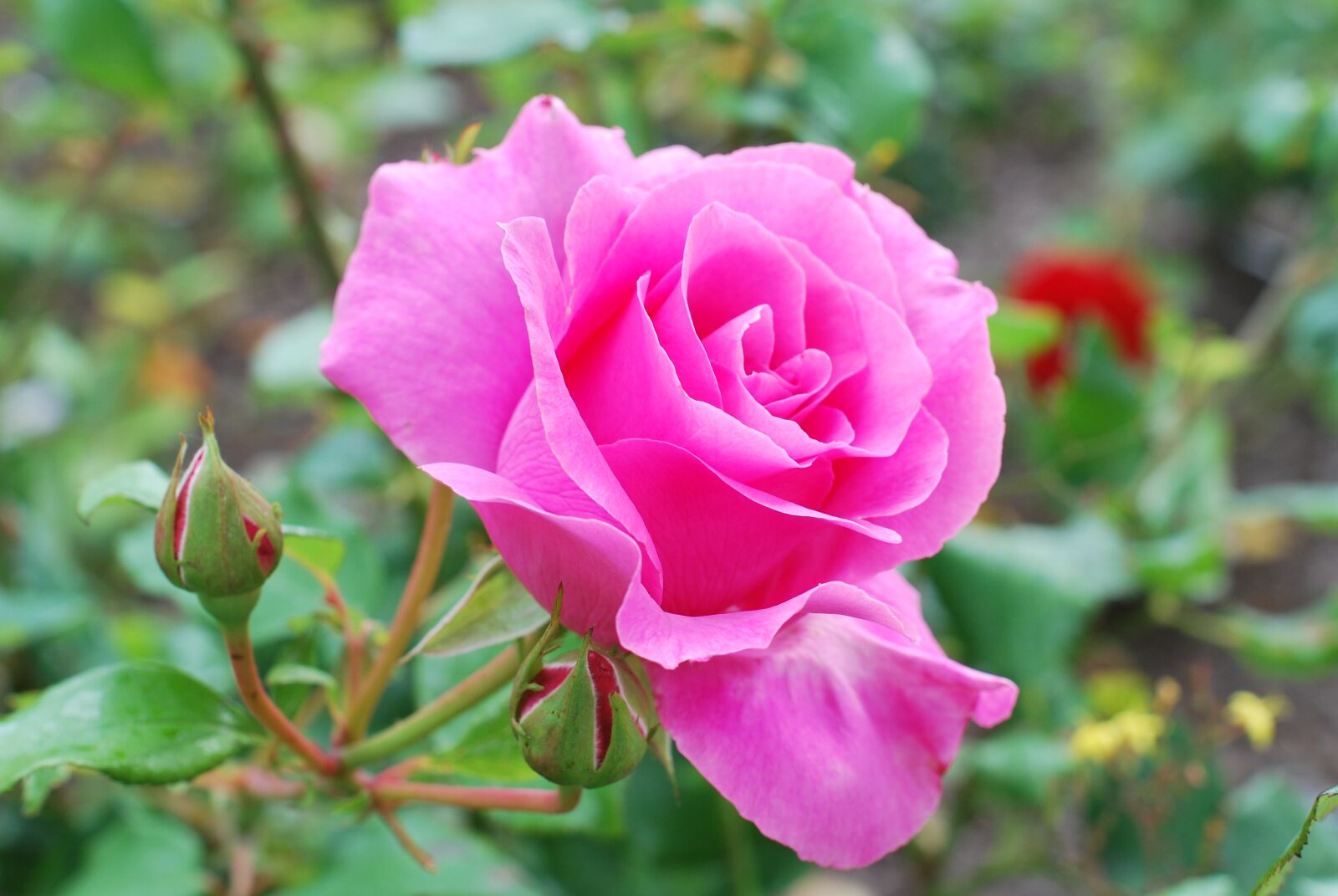 Nikon D60 sample photo. Rose, flower, bloom photography