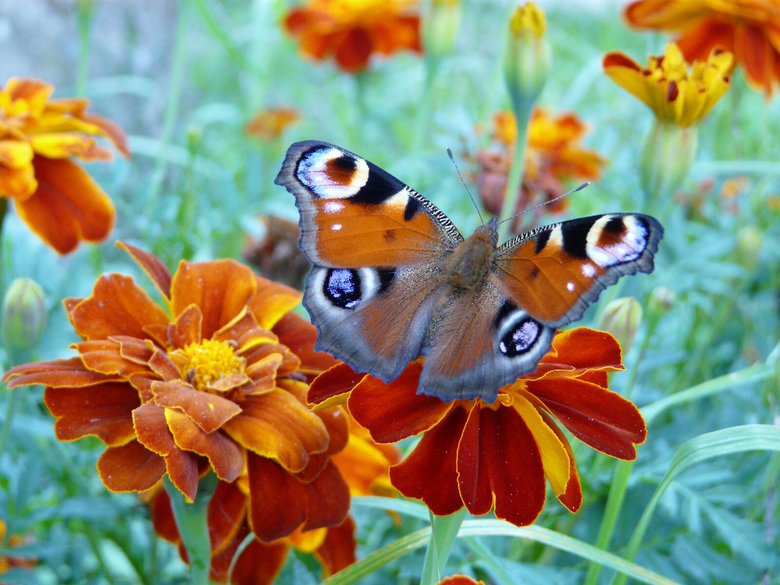 Panasonic DMC-FZ18 sample photo. Butterfly, flower, orange photography