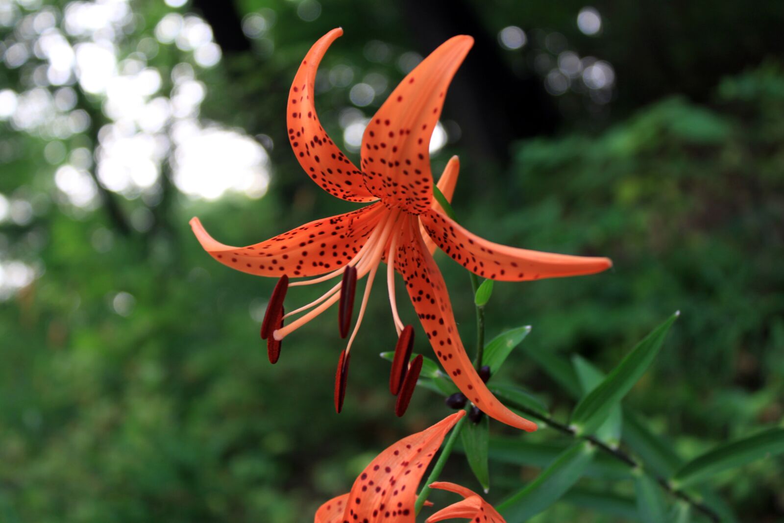 Canon EOS 50D sample photo. Lily, orange lily, lily photography