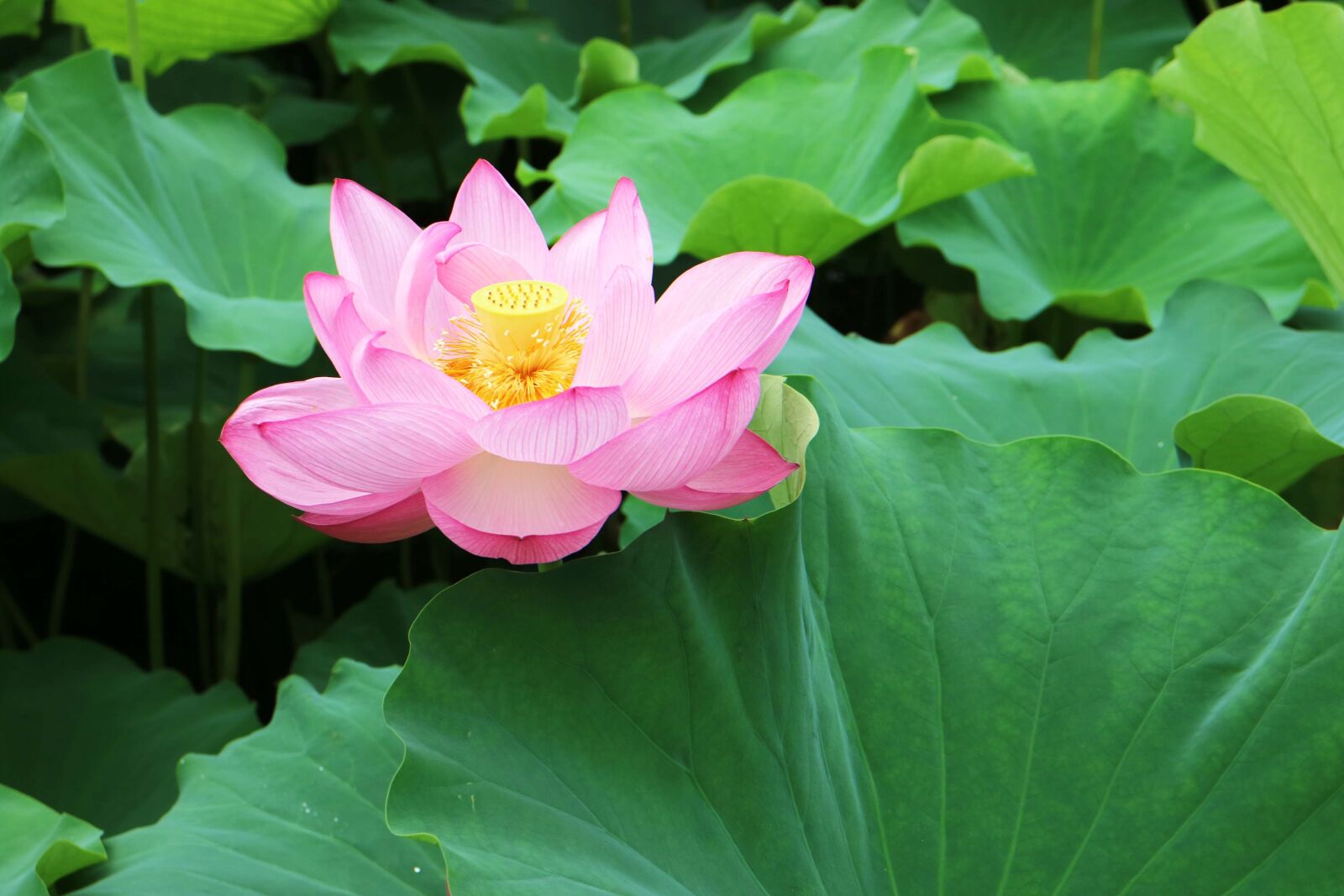 Canon EOS M3 sample photo. Lotus, flower, green photography