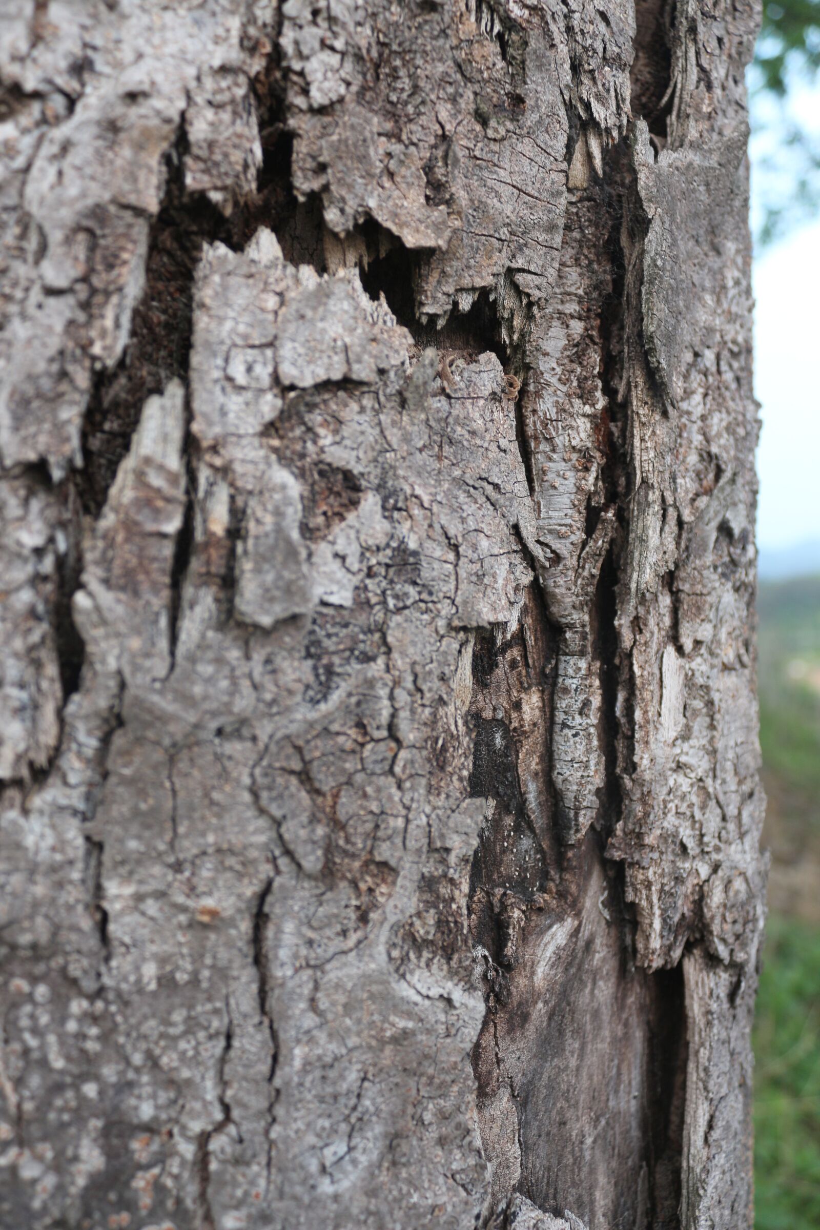 Canon EOS 650D (EOS Rebel T4i / EOS Kiss X6i) sample photo. Wood, aperture, cracking photography